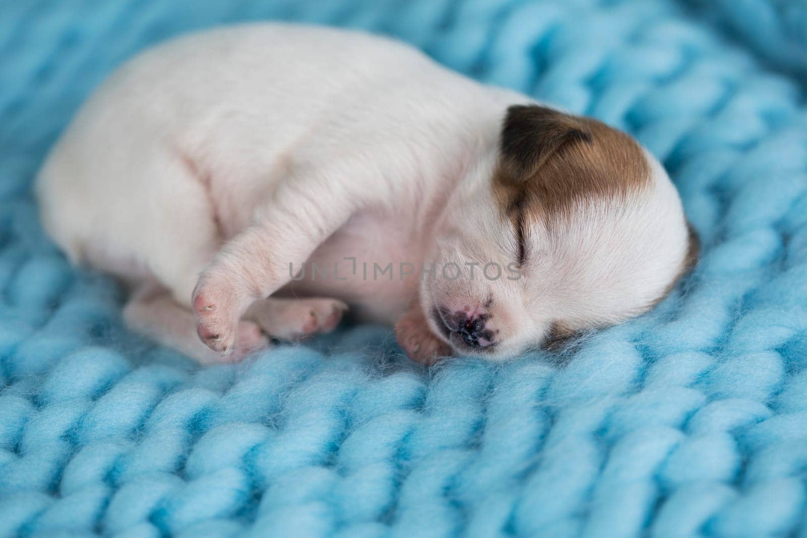 Little cute puppies are sleeping on a blanket