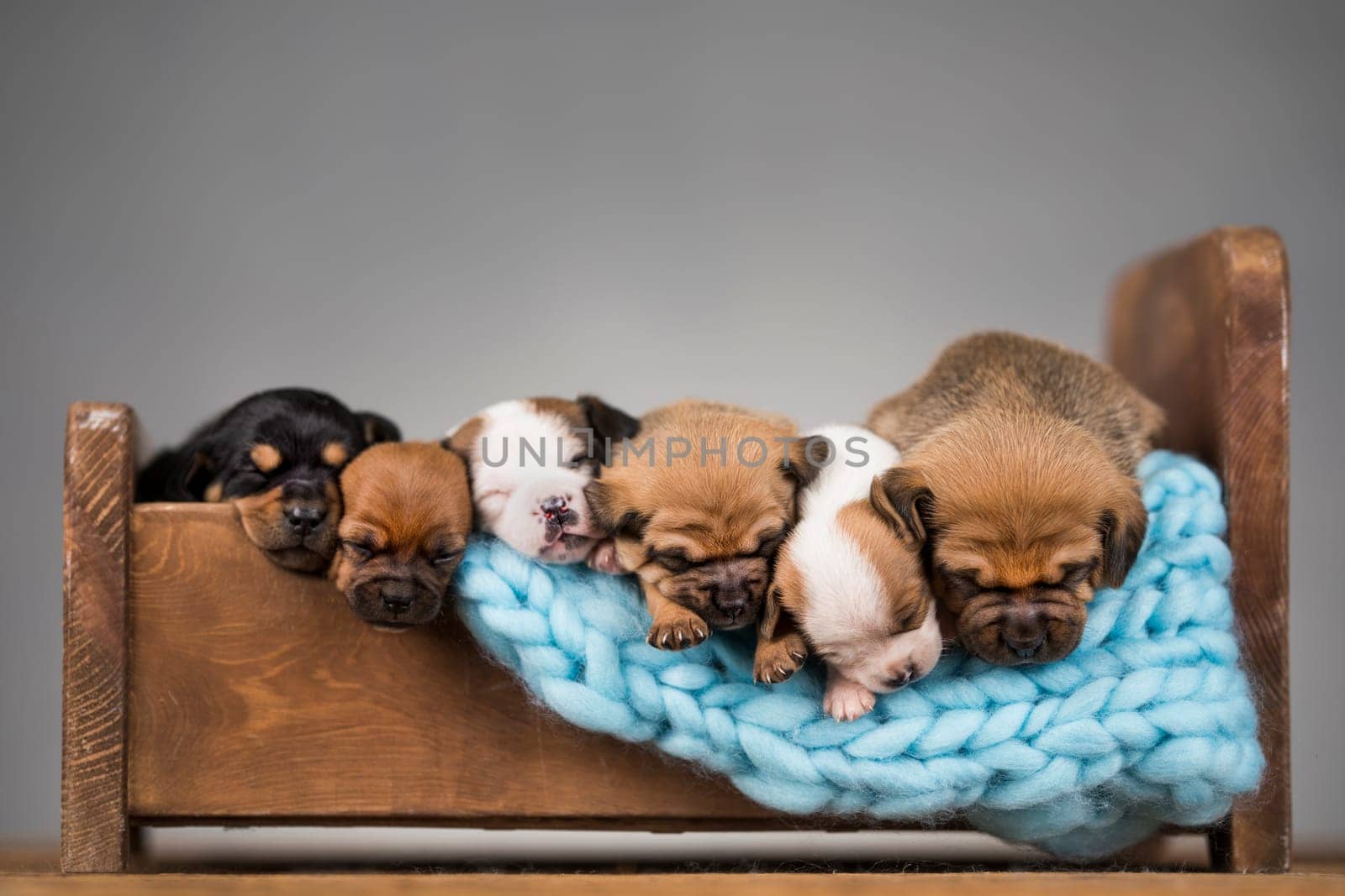 Dogs sleep on a small wooden bed