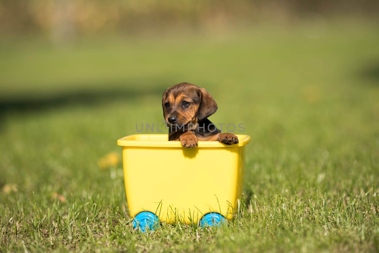 Little dog in a toy wagon on the grass
