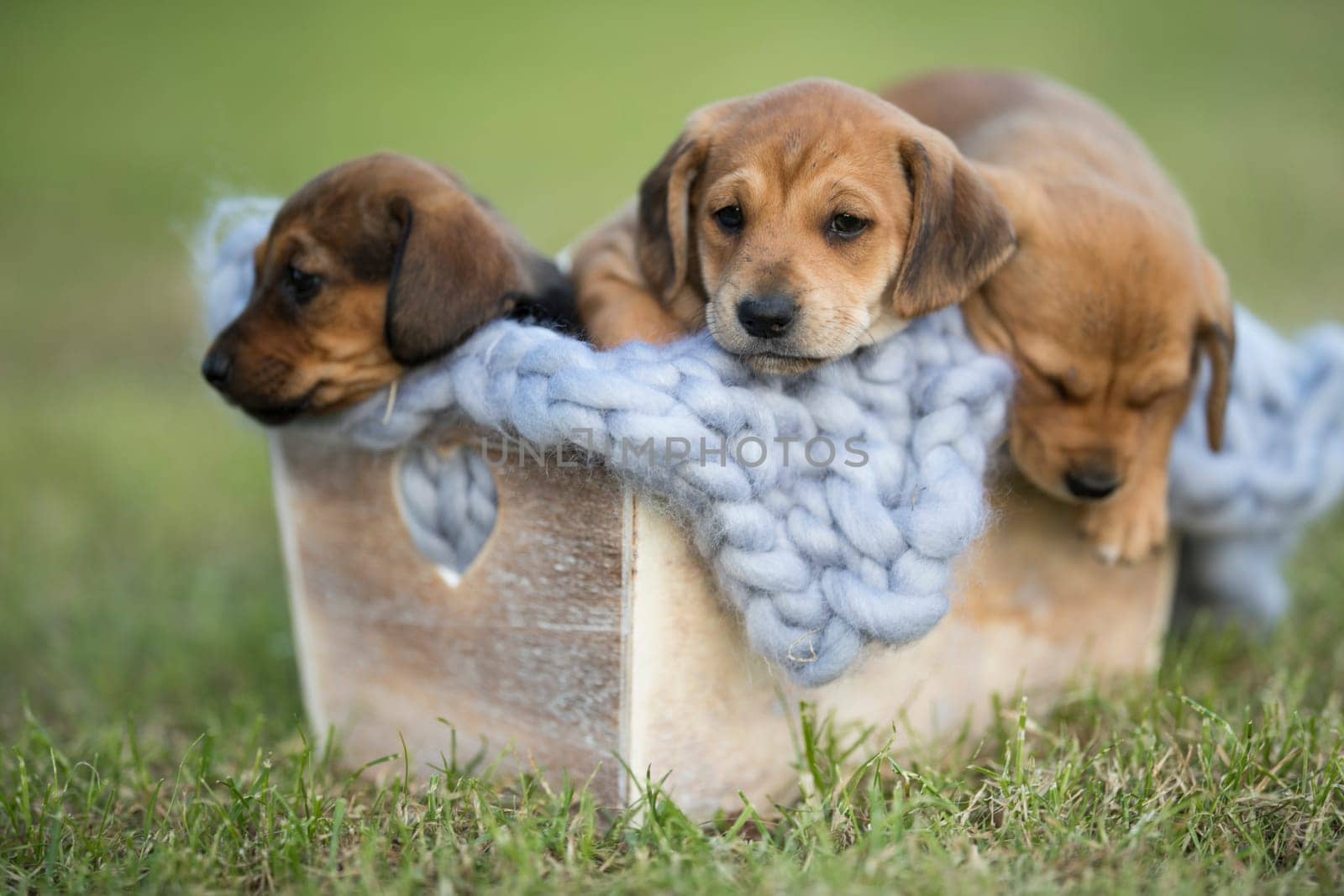 A group of cute puppies in a wooden crate on the grass