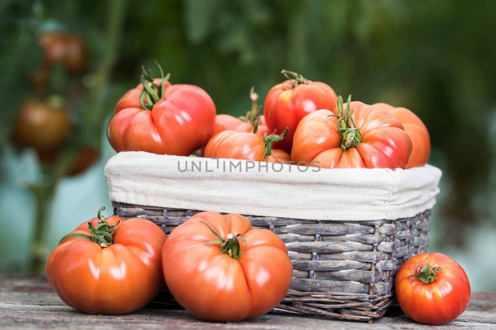 Vegetables, Tomatoes,  on desk in garden