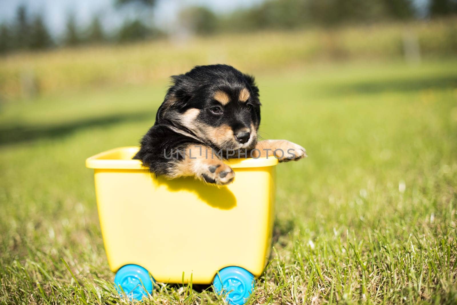 Little dog in a toy wagon on the grass