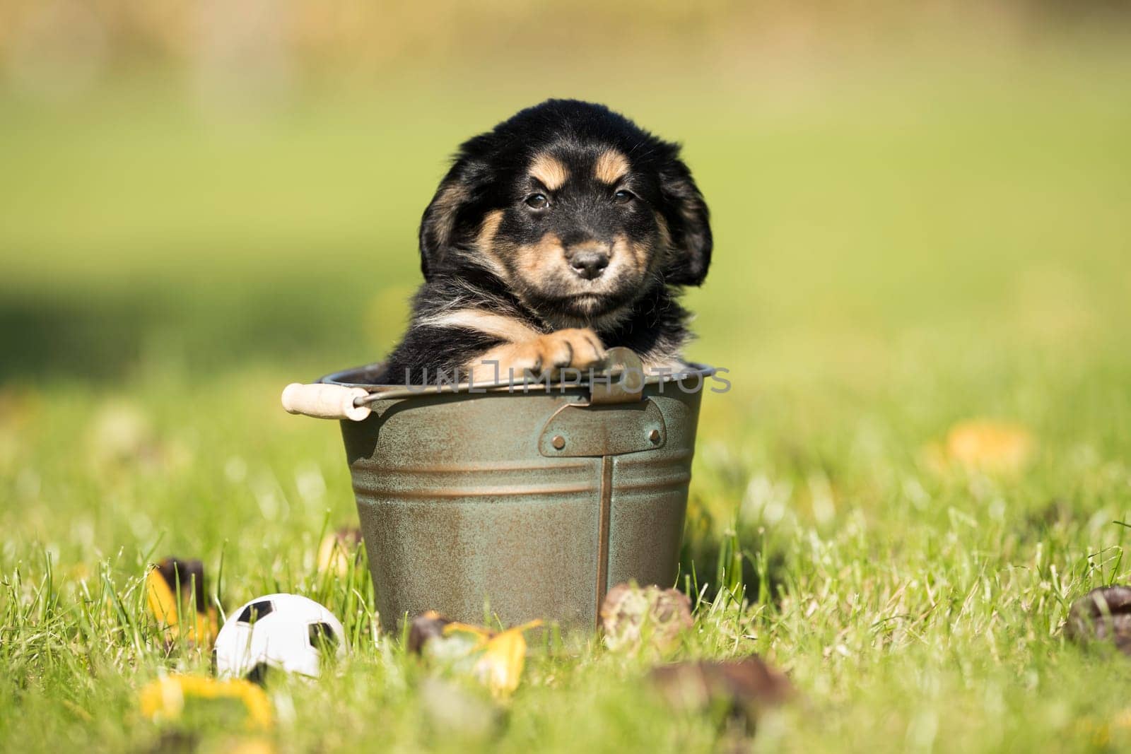Dog in a metal bucket
