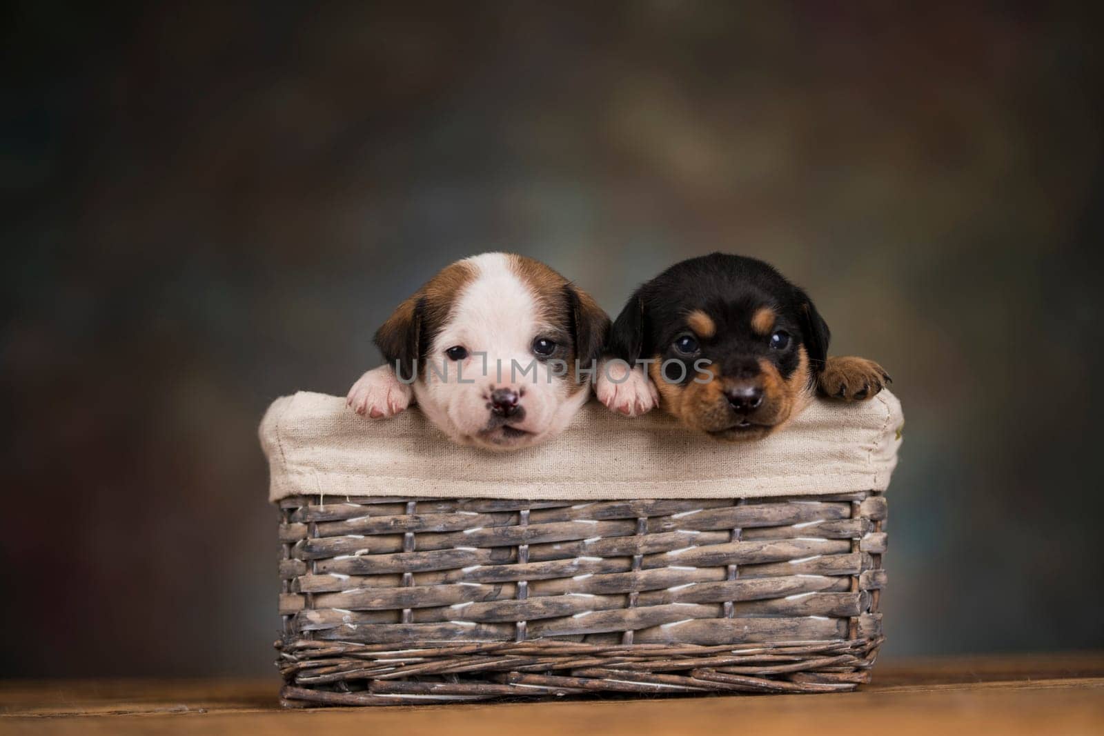 Little dogs in a wicker basket
