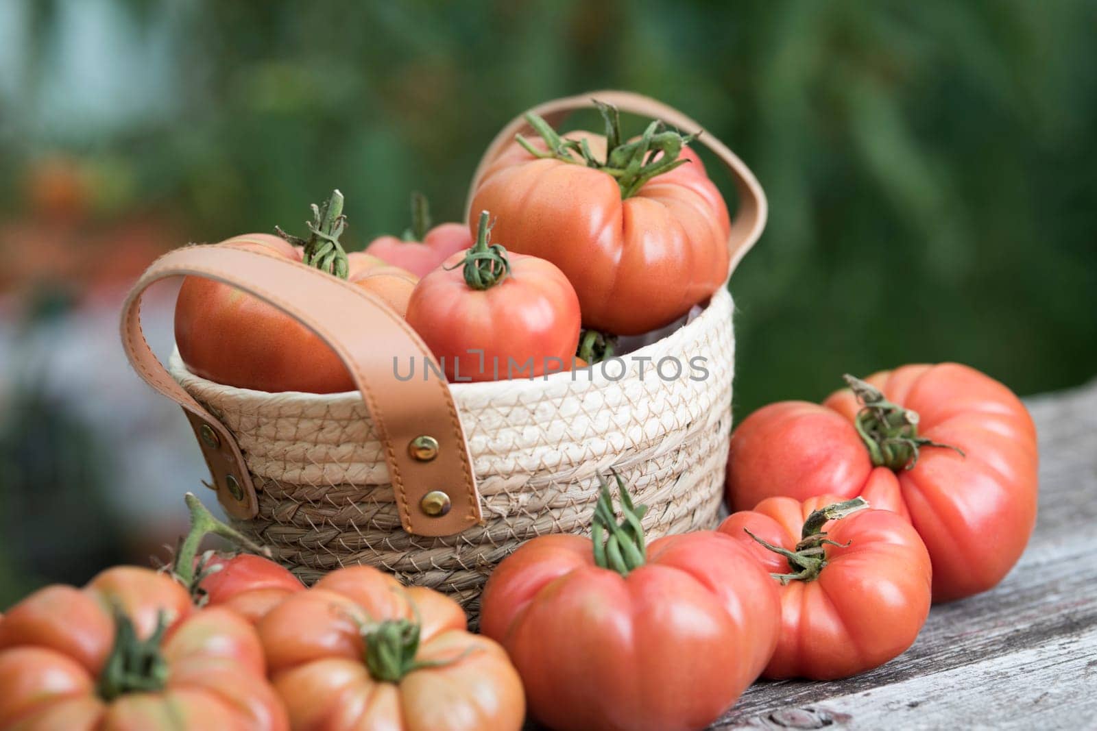 Red Tomatoes in a Greenhouse, organic food