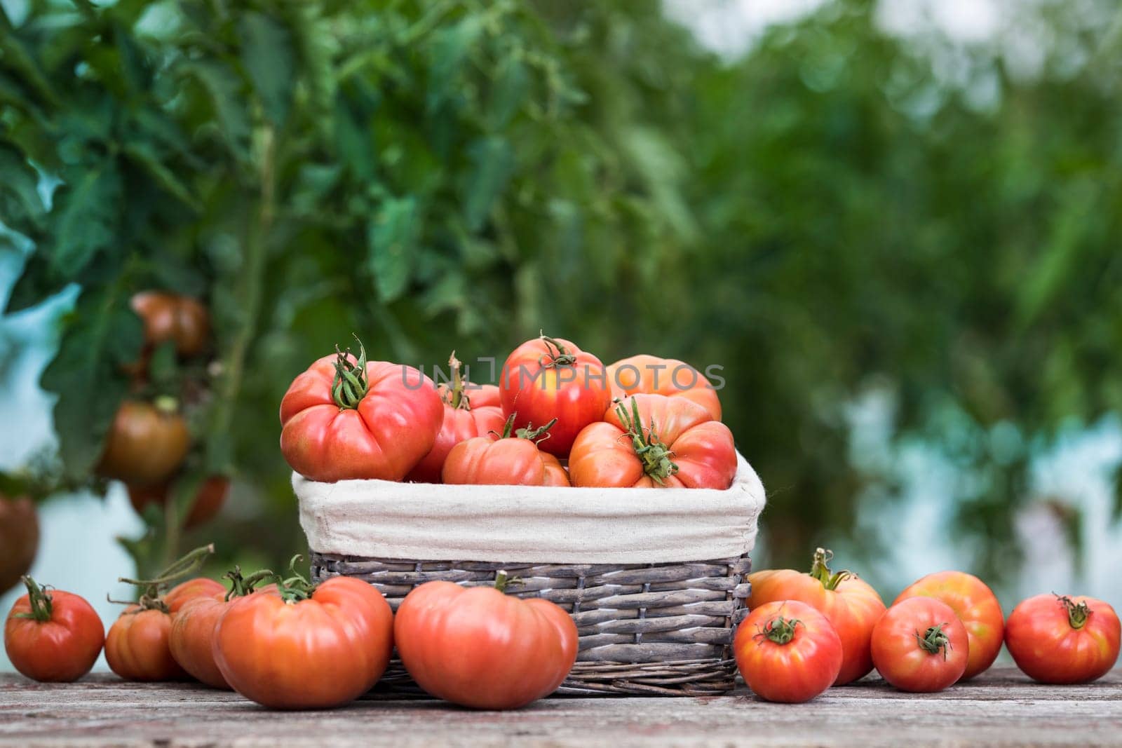 Tomatoes vegetable garden, organic products