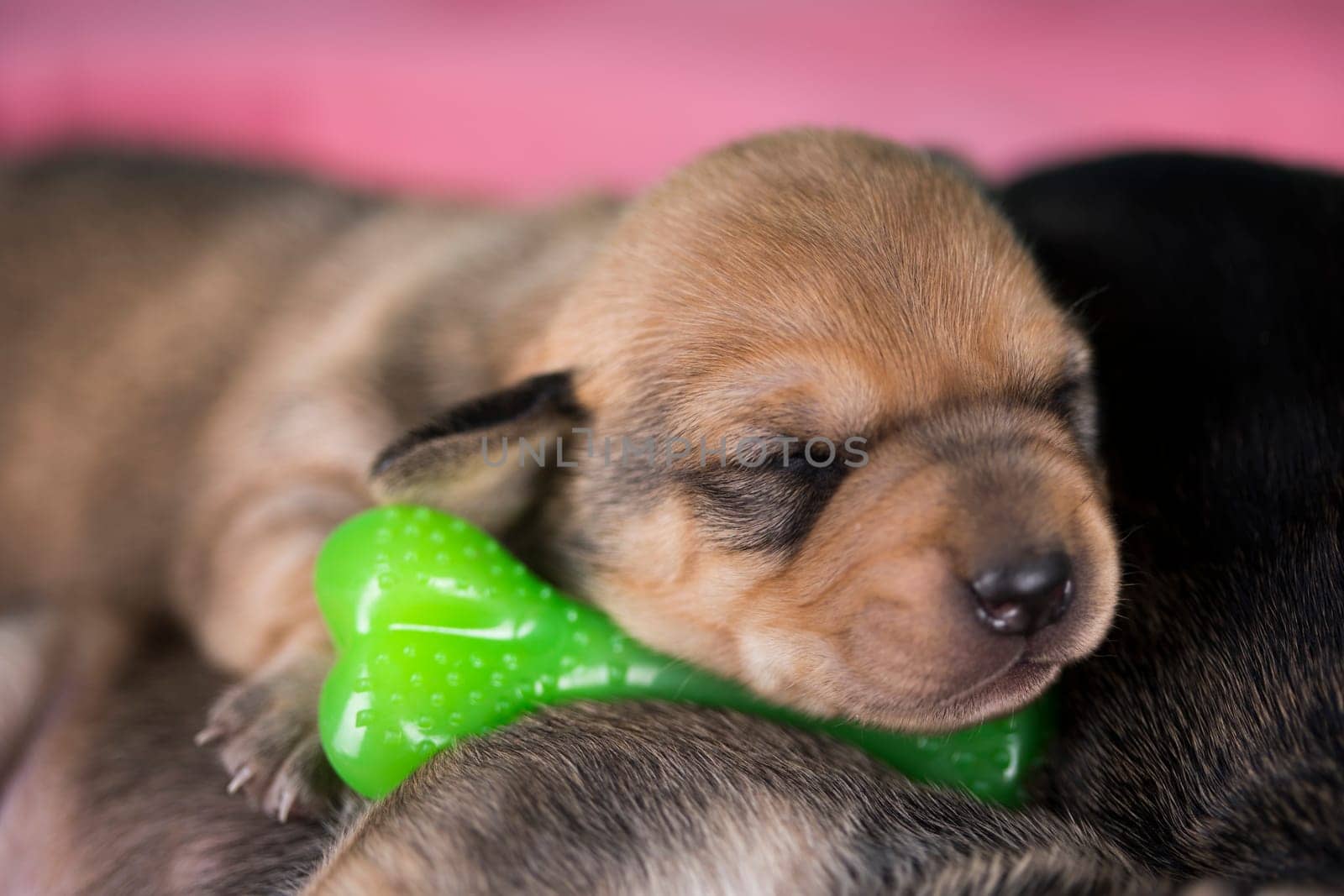 A little dog sleeps with a rubber bone on a pink blanket