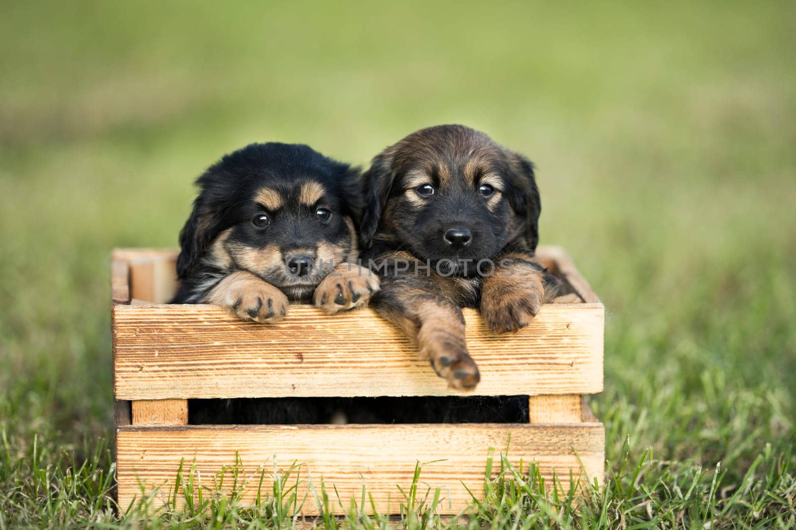 Two dog in a wooden crate on the grass