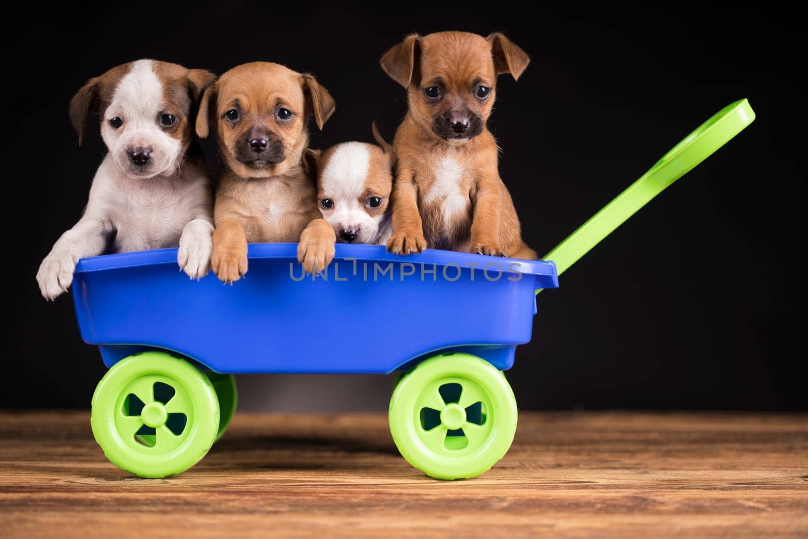 Beautiful little puppies in a toy wagon