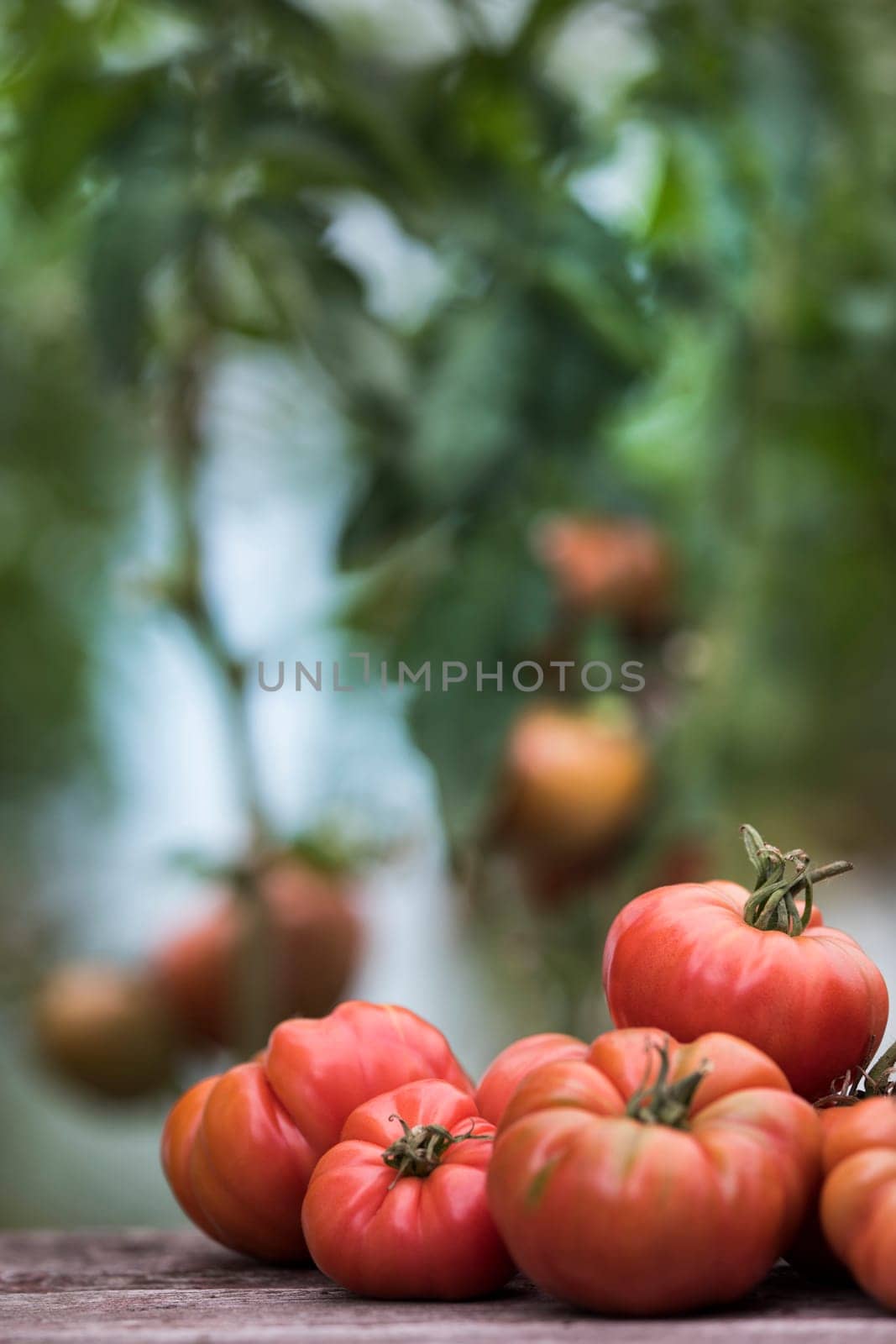 Vegetables, tomatoes on wooden desk