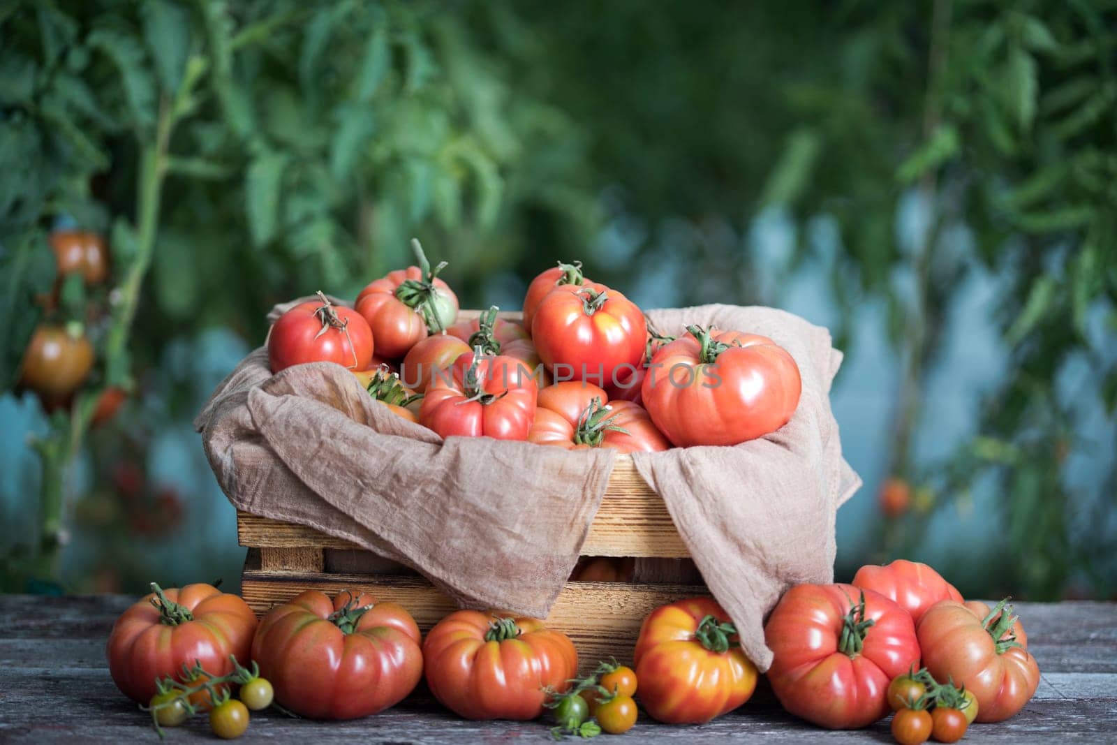 Vegetables, Tomatoes,  on desk in garden