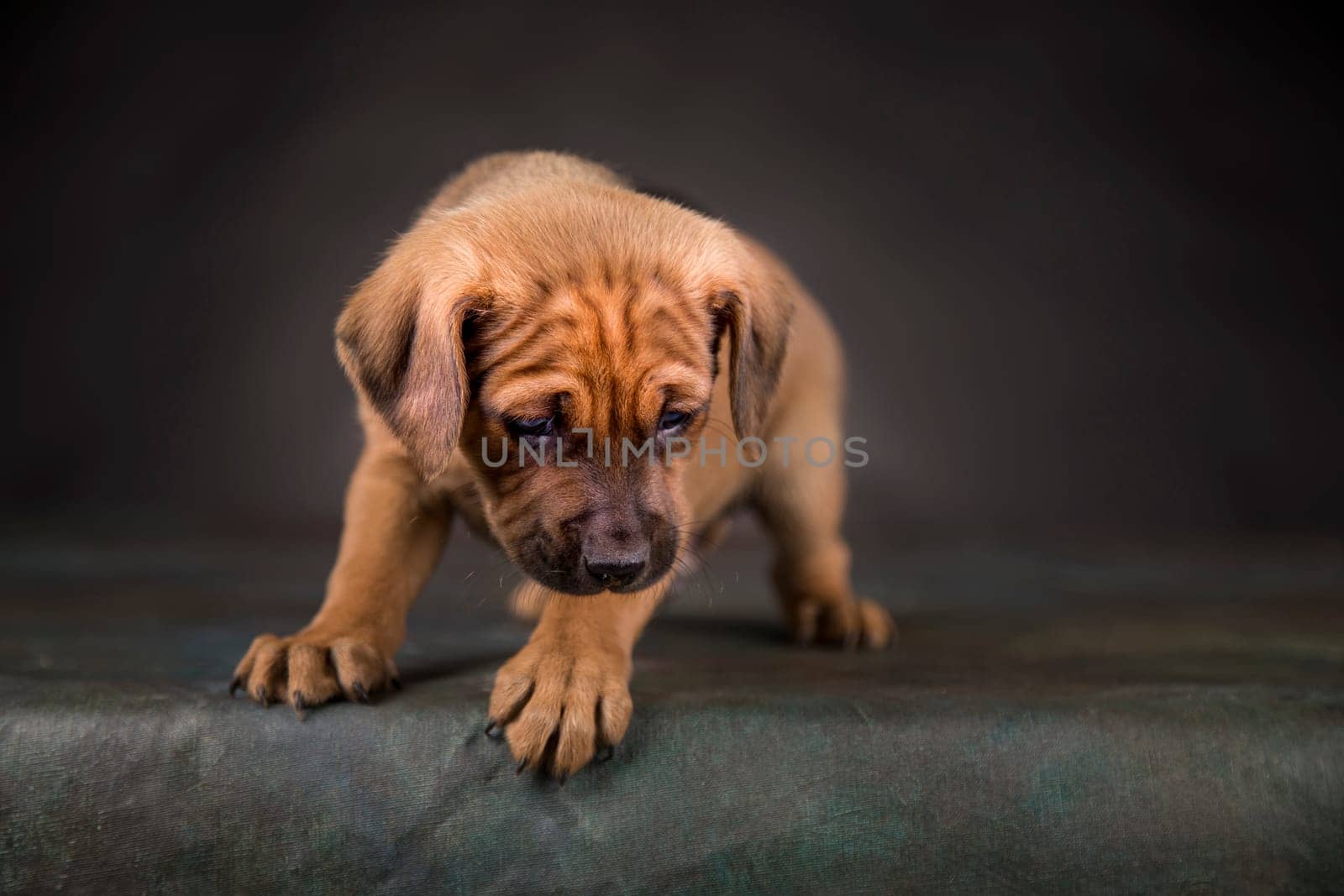 Dog on a black background