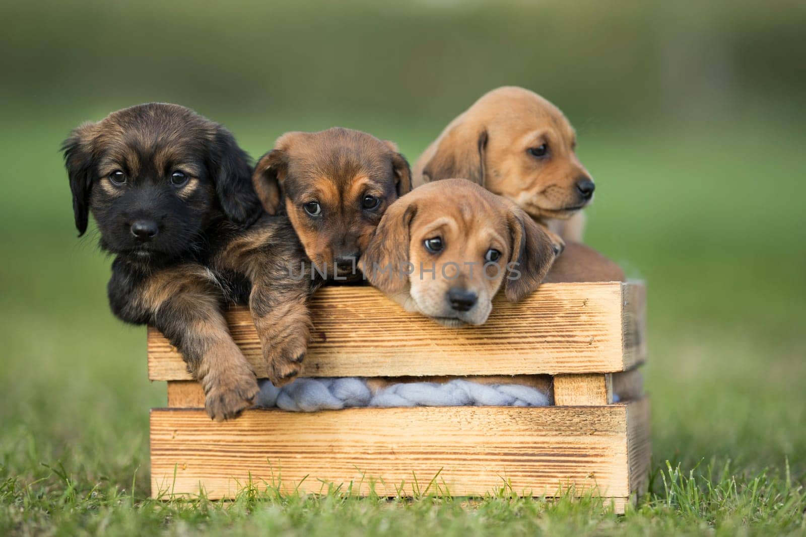 A group of cute puppies in a wooden crate on the grass
