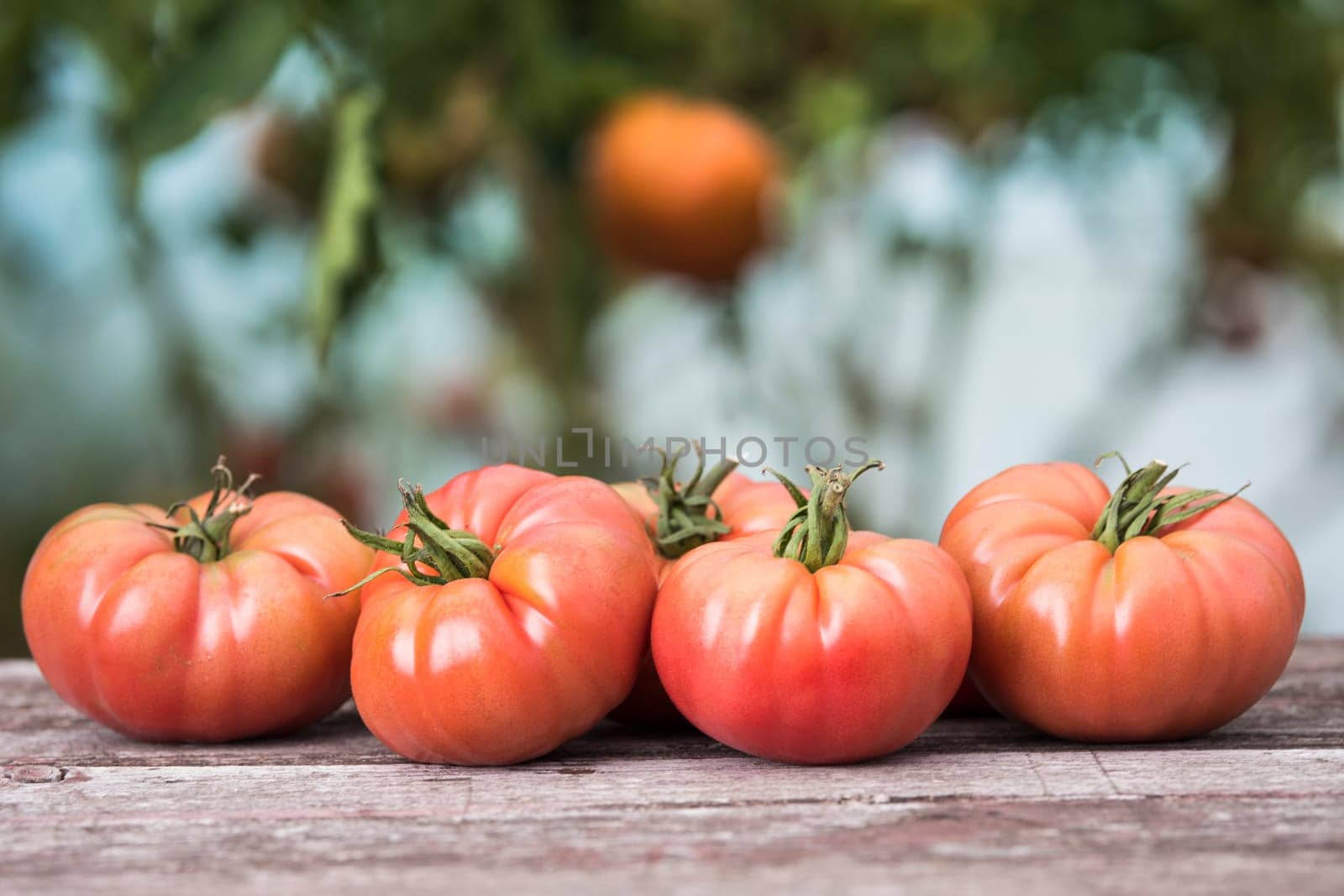 Vegetables, tomatoes on wooden desk