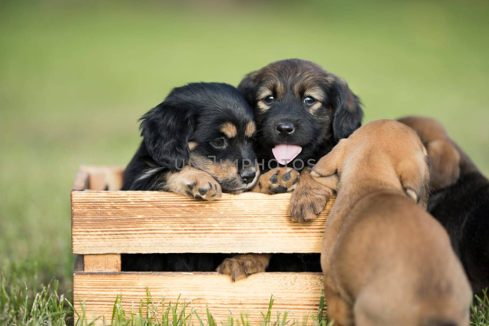 A group of cute puppies in a wooden crate on the grass