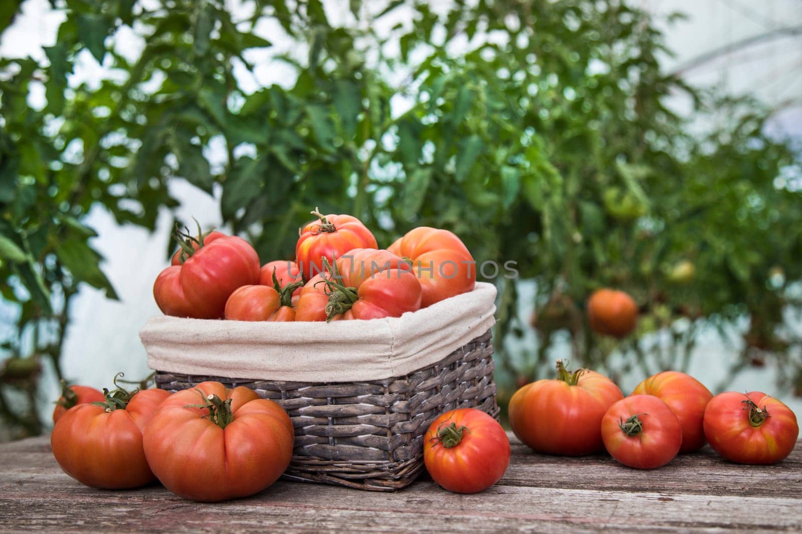Red Tomatoes in a Greenhouse, organic food