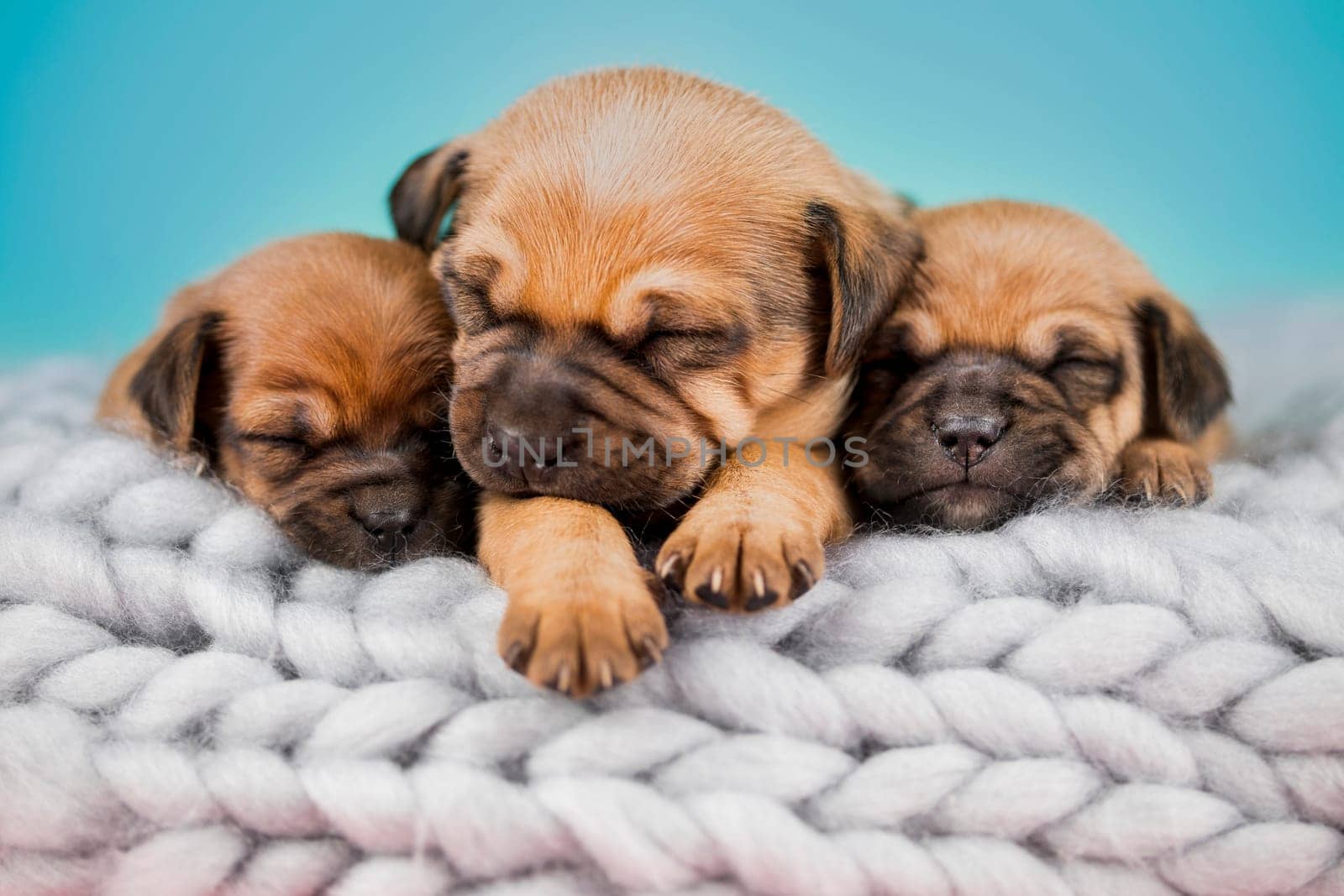 Dogs on a sleeps on a blanket