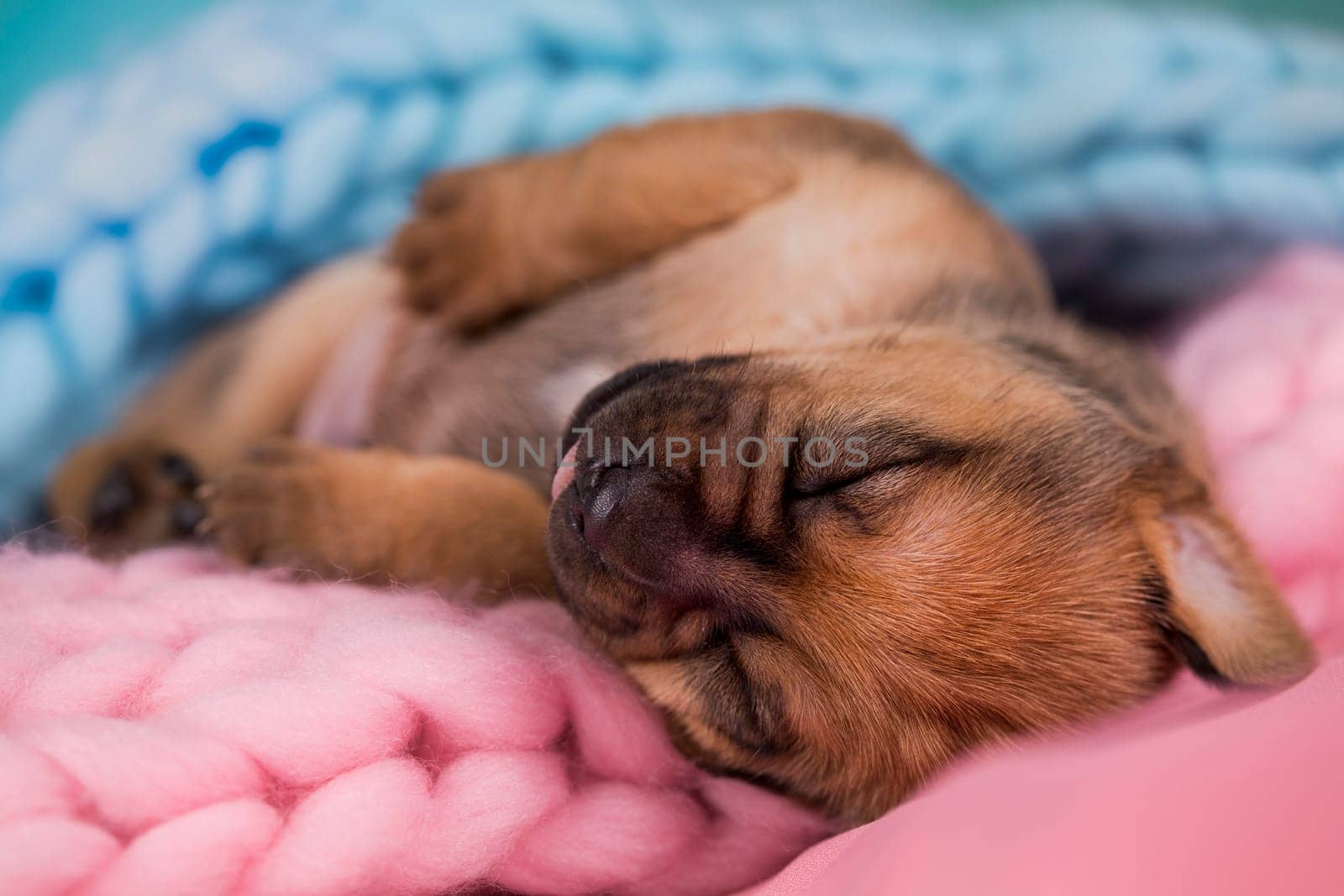 Little cute puppies are sleeping on a blanket