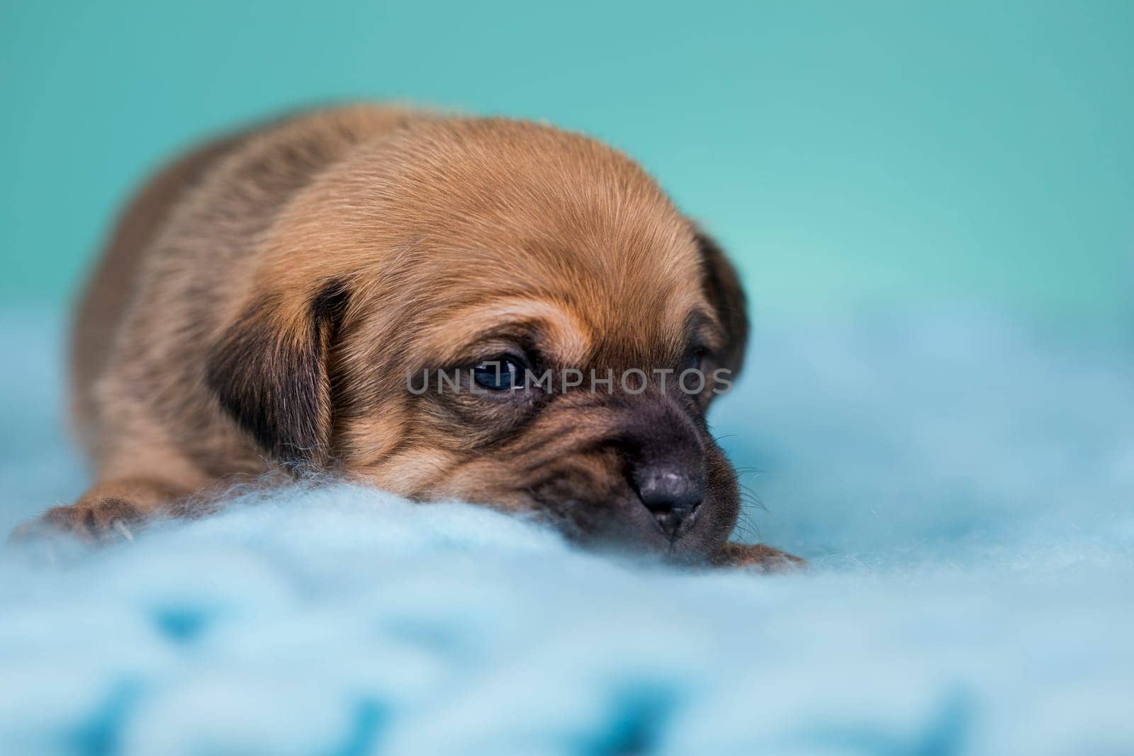 Little dog sleeps on a blanket