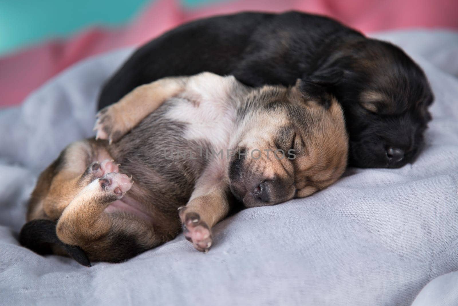Cute puppy dog sleeping, animals concept