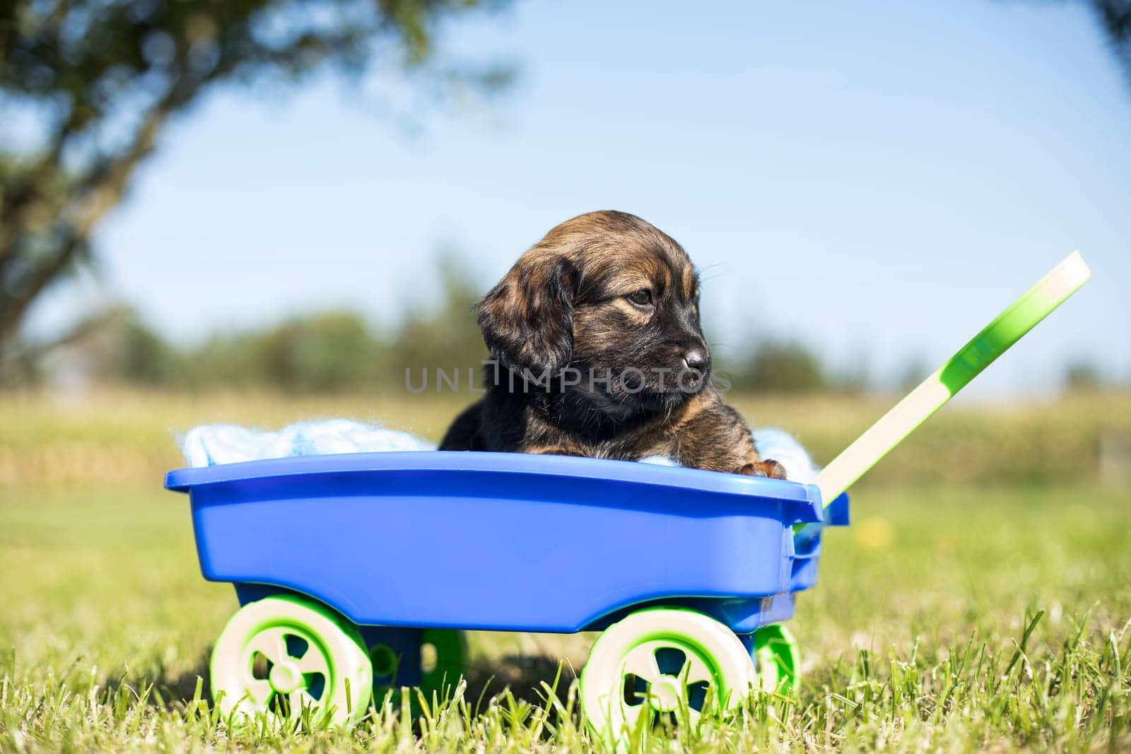 Beautiful little puppies in a toy wagon on the grass