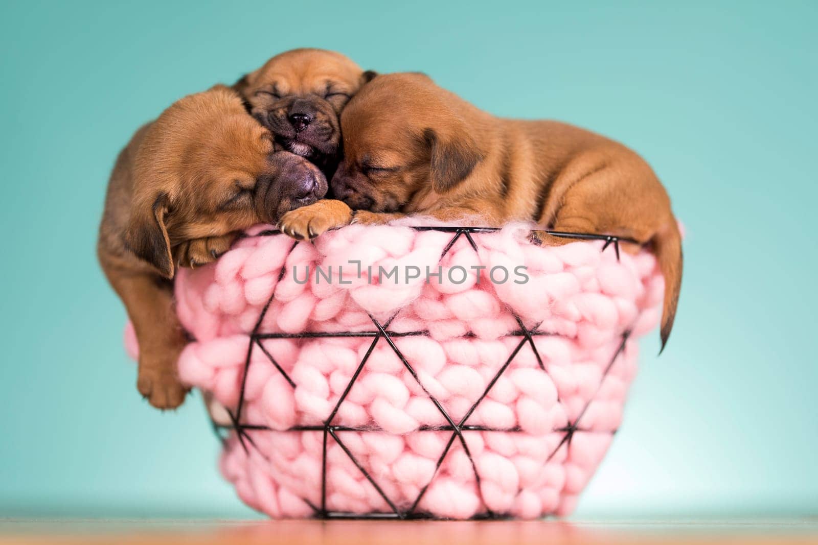 Sleeping dogs in a metal basket