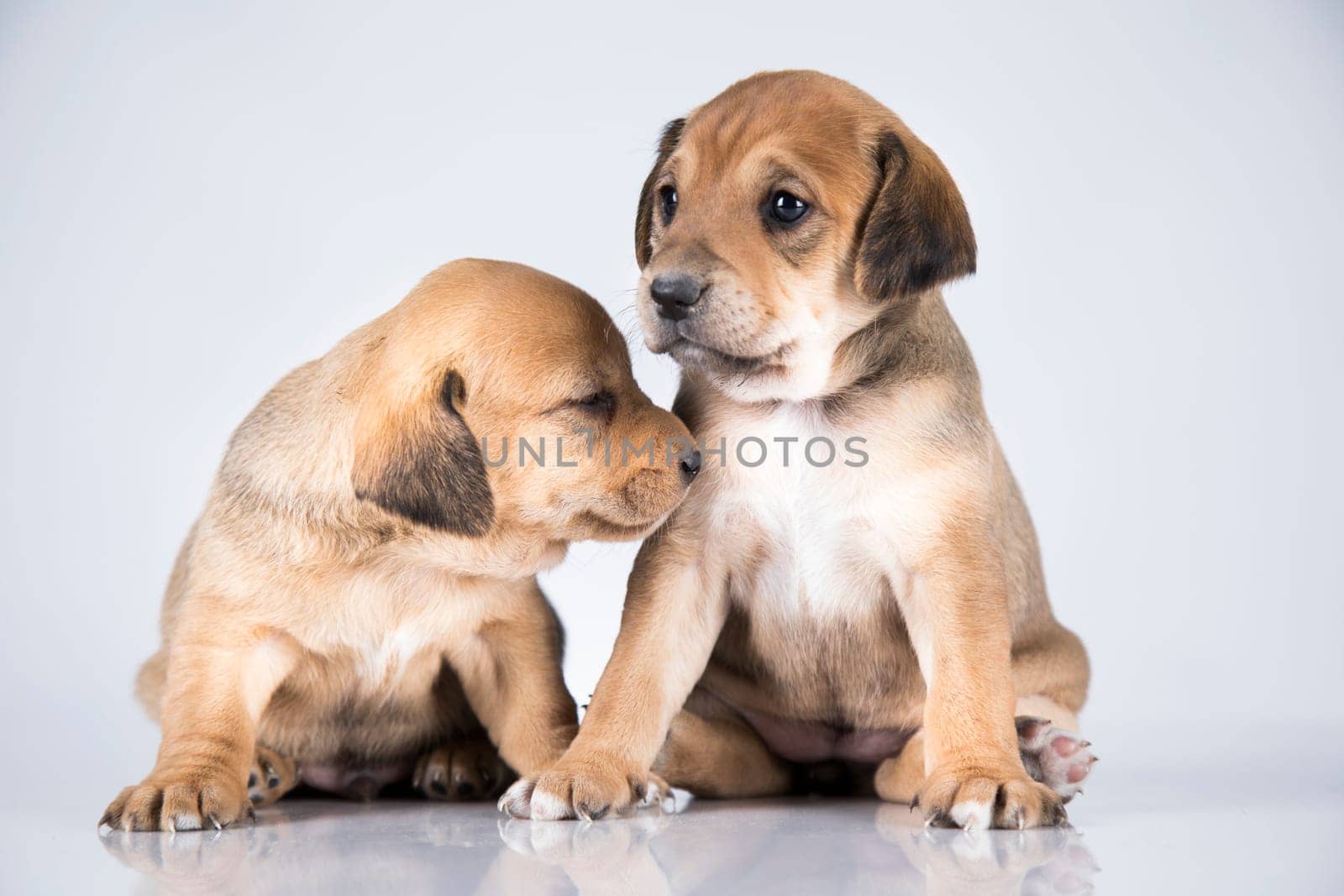 A beautiful little dog on a white background