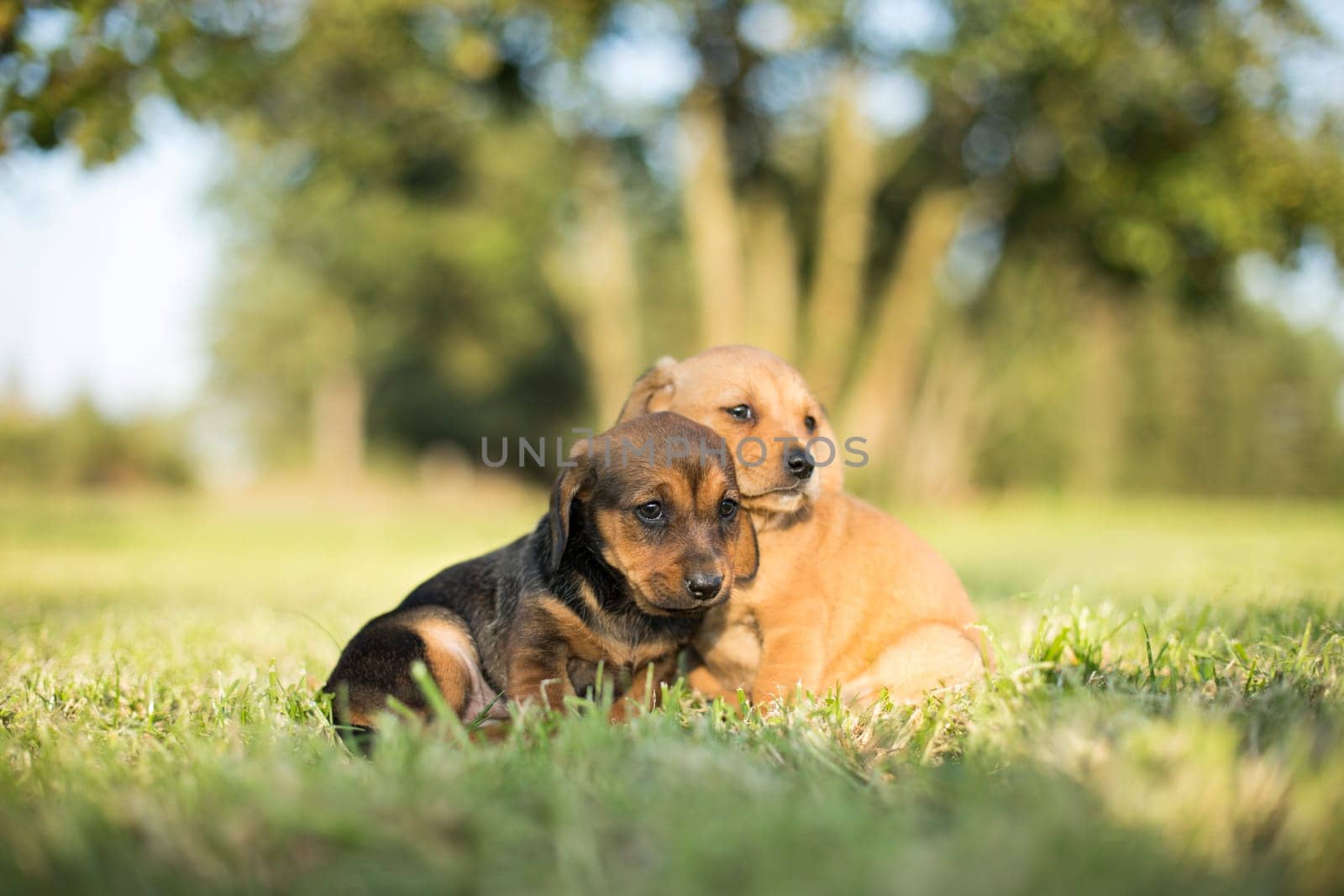 A small dog on the grass background
