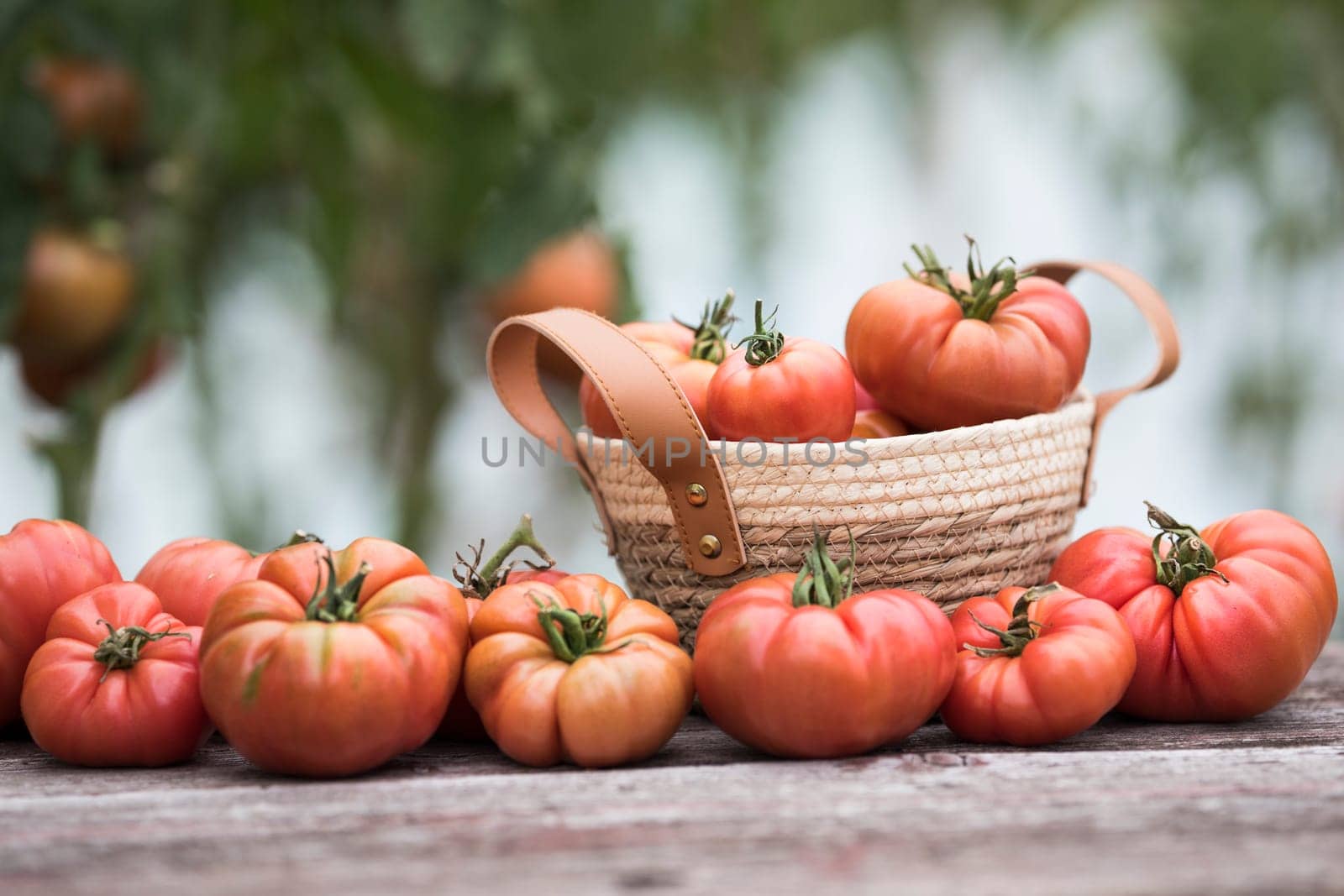 Red Tomatoes in a Greenhouse, organic food