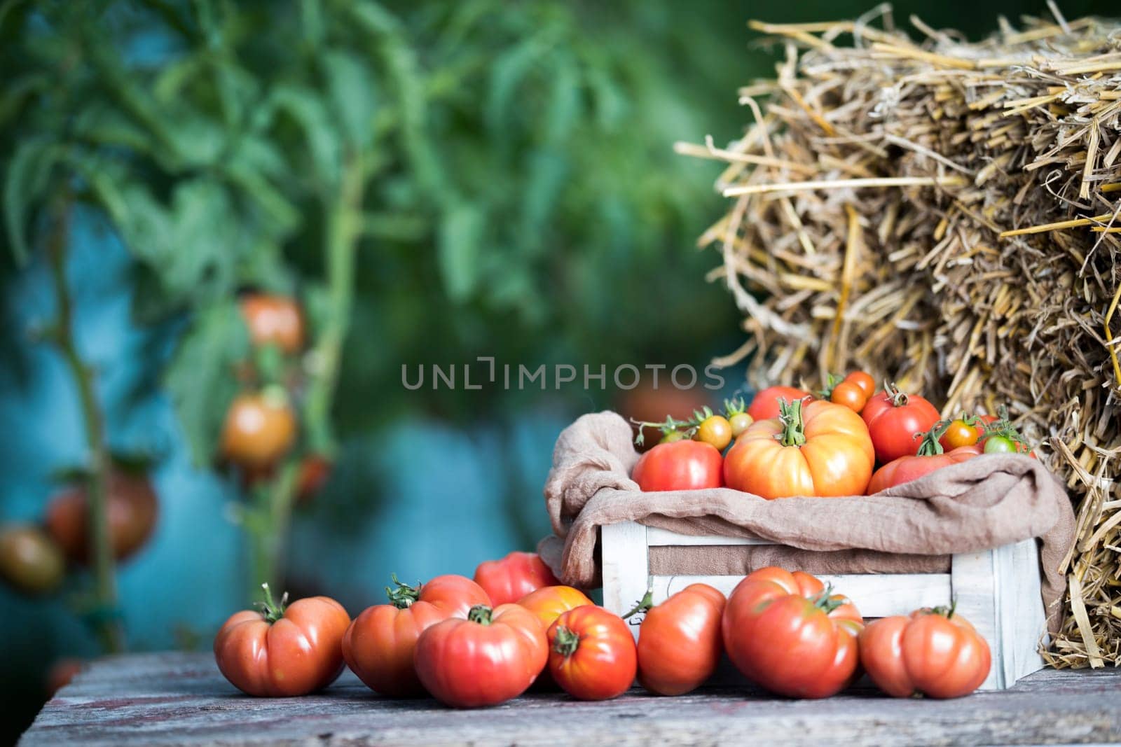 Vegetables, tomatoes on wooden desk