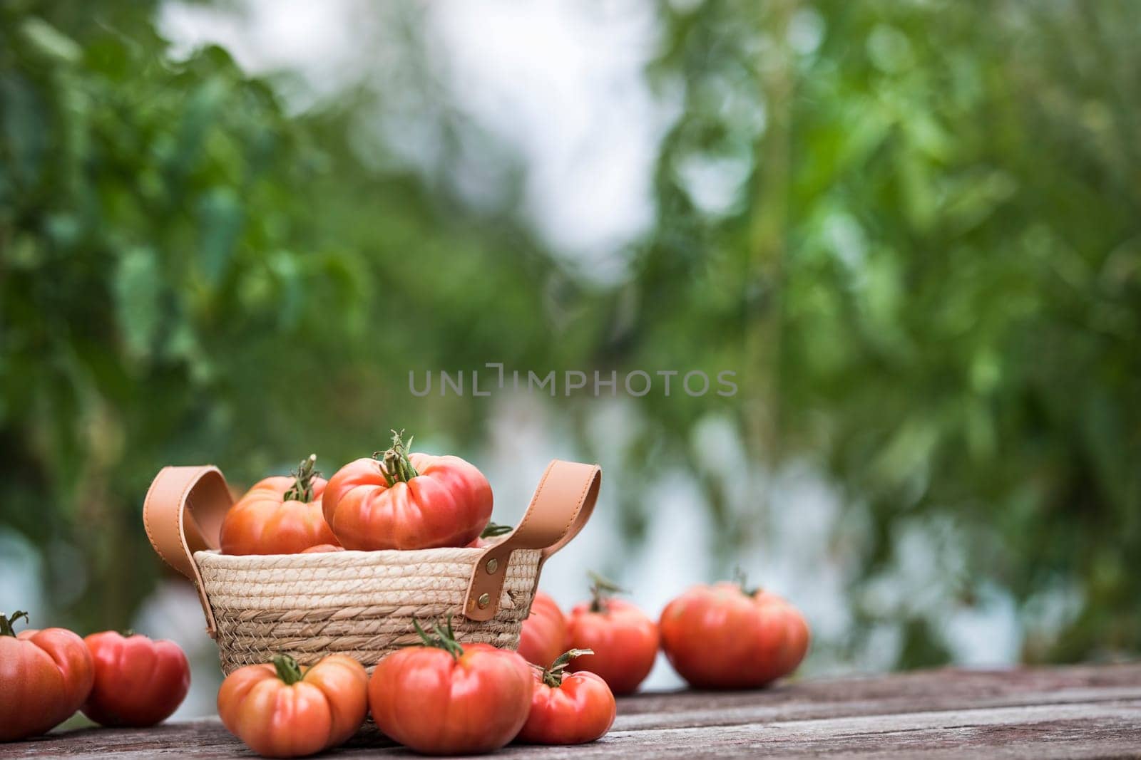 Tomatoes vegetable garden, organic products