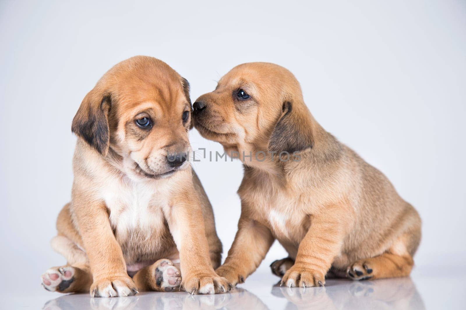 Two dogs, Pet, animals concept