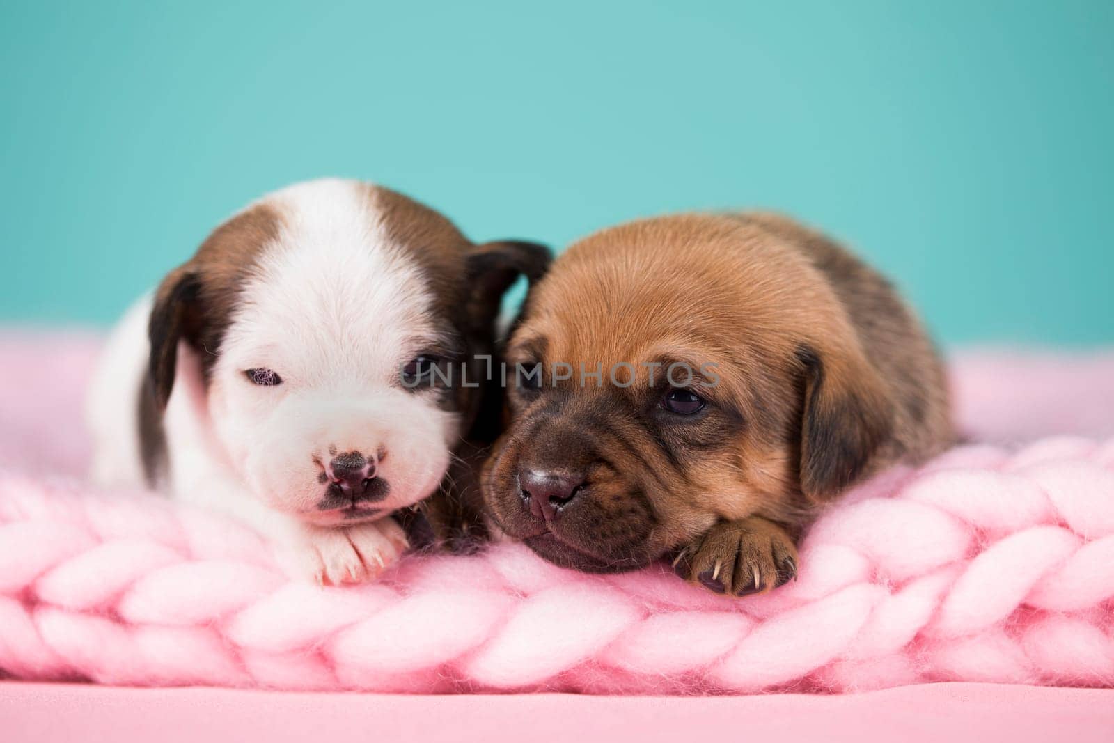 Dogs on a sleeps on a blanket