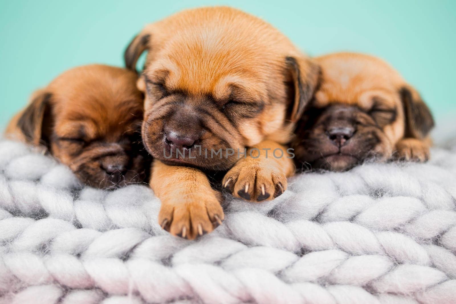 Pet, dog puppy, sleeps on a blanket