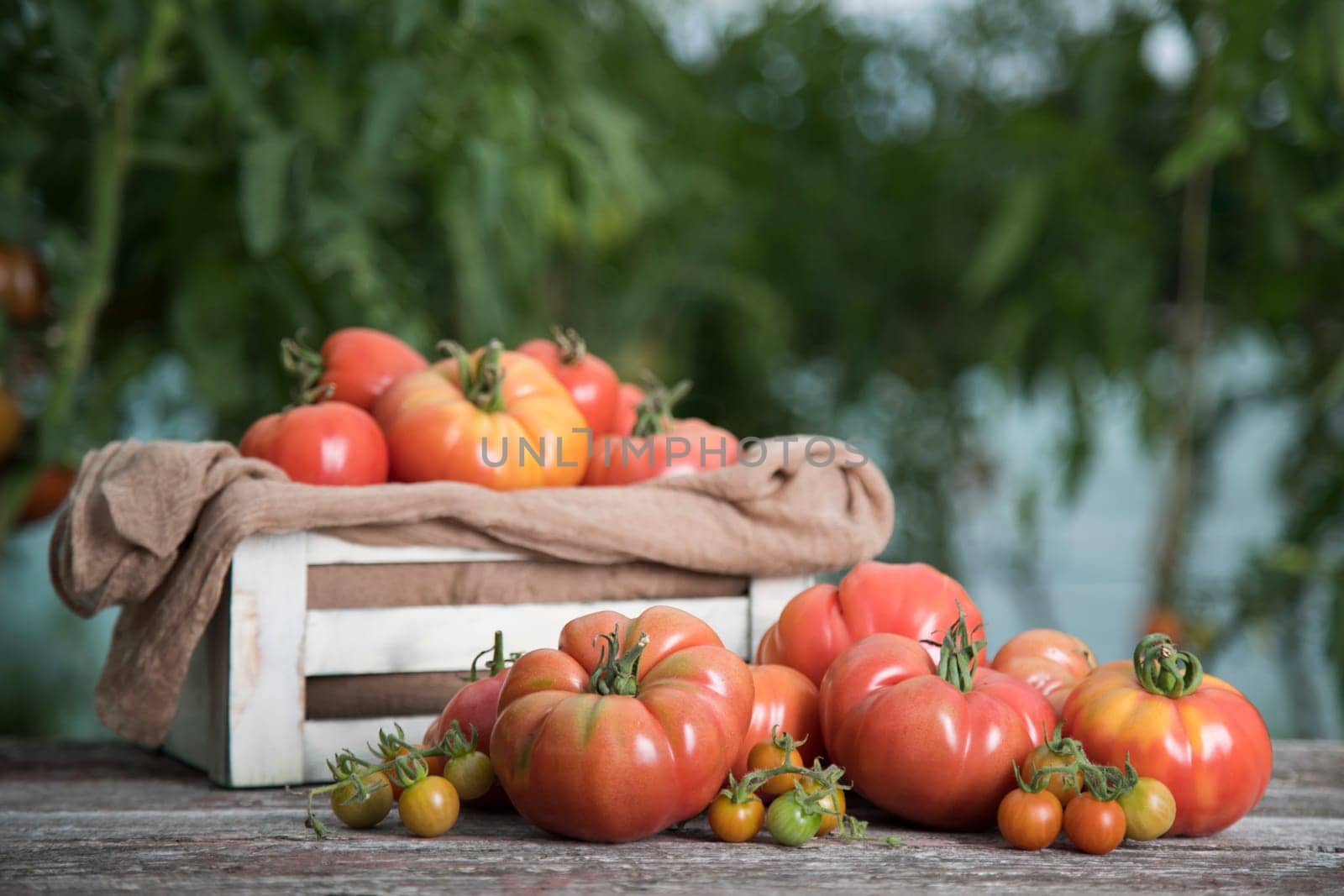 Fresh tomatoes in a wooden crate