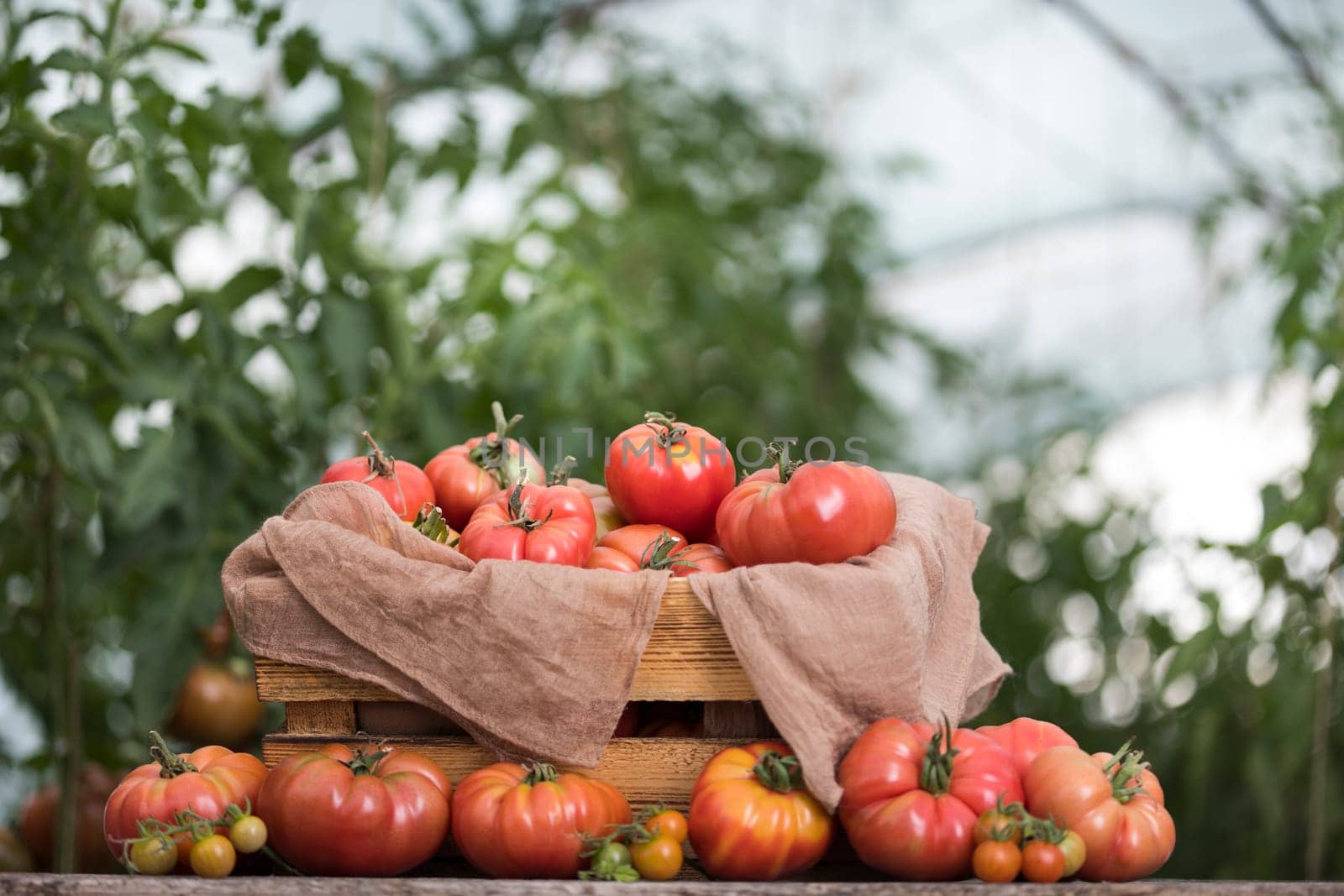 Vegetables, Tomatoes,  on desk in garden