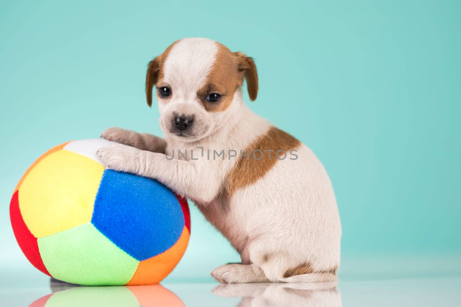 A happy puppy is playing with a ball