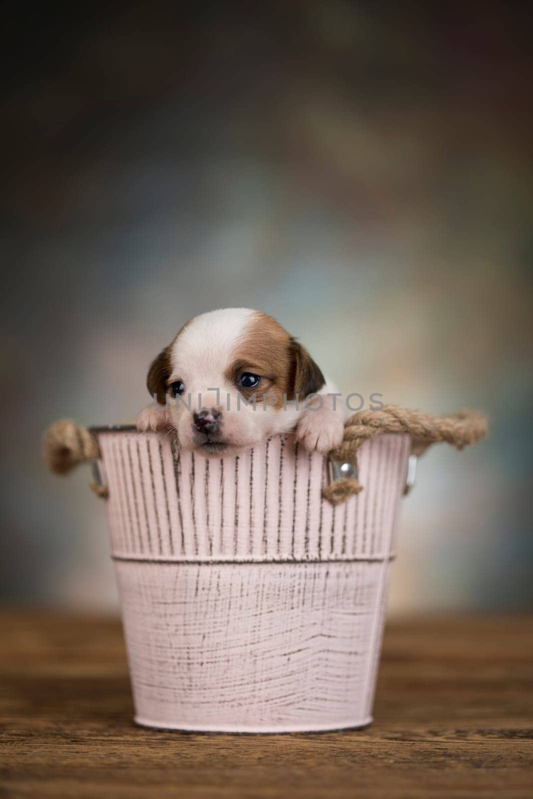 A small dog in a metal bucket