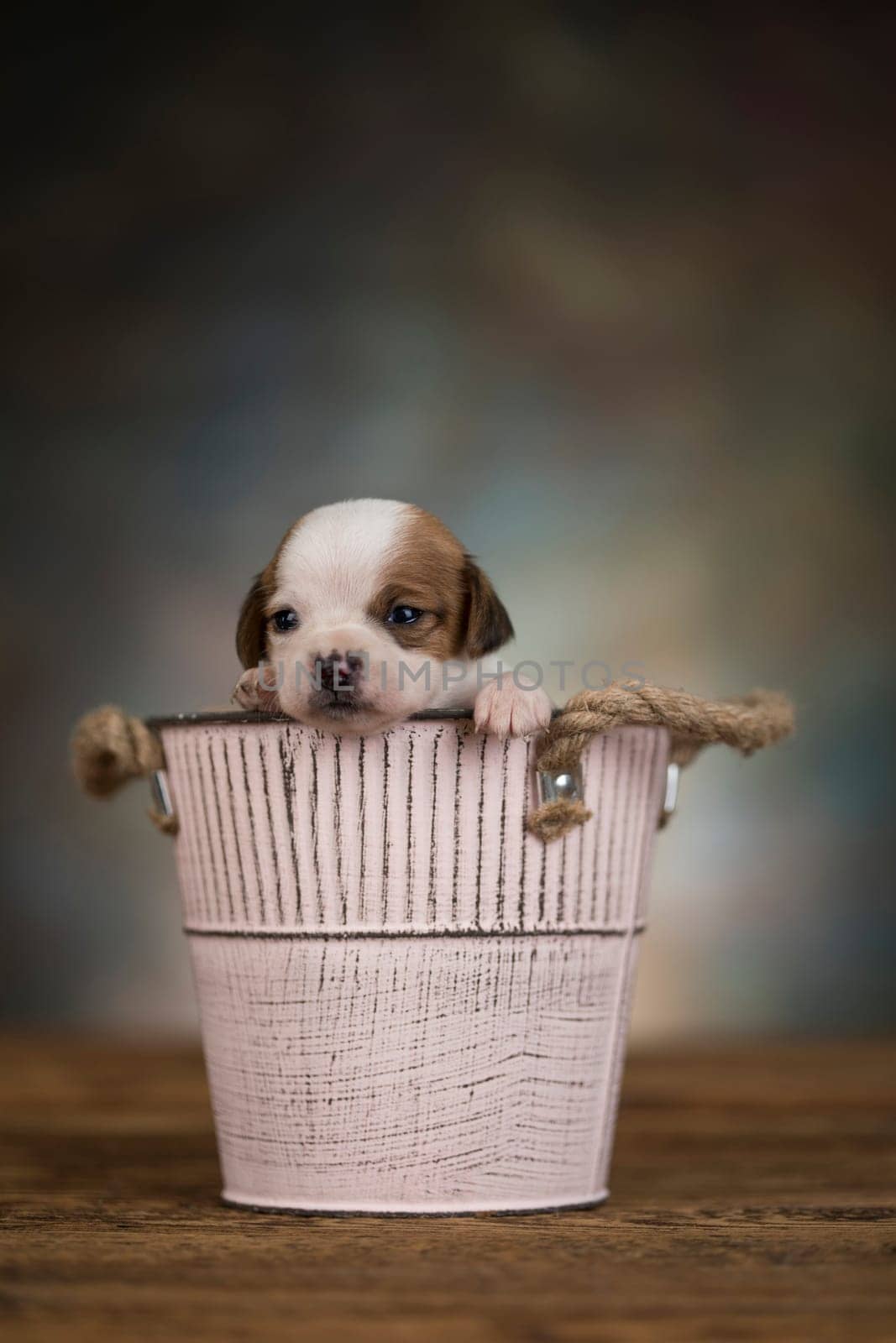 A small dog in a metal bucket