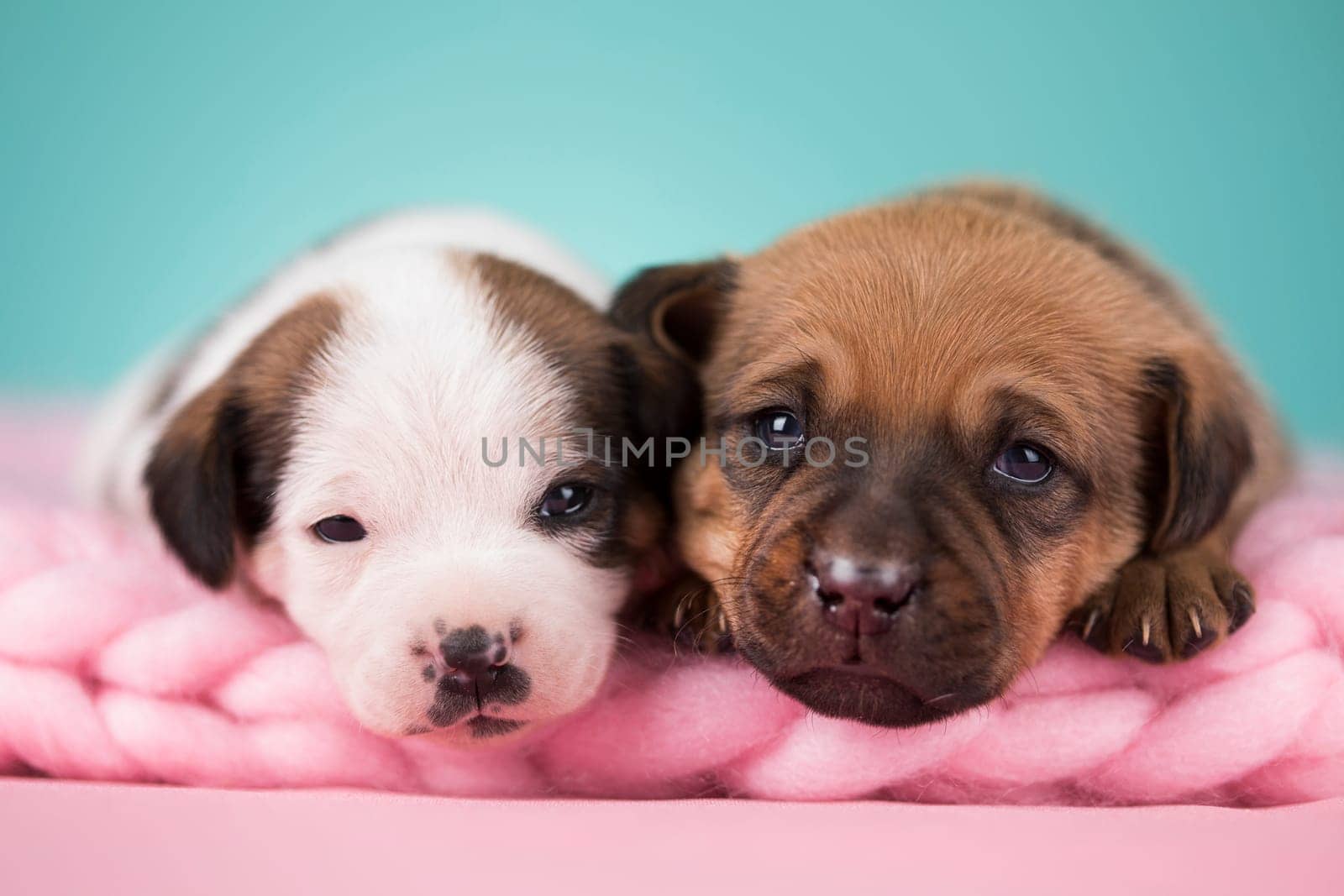 Dogs on a sleeps on a blanket