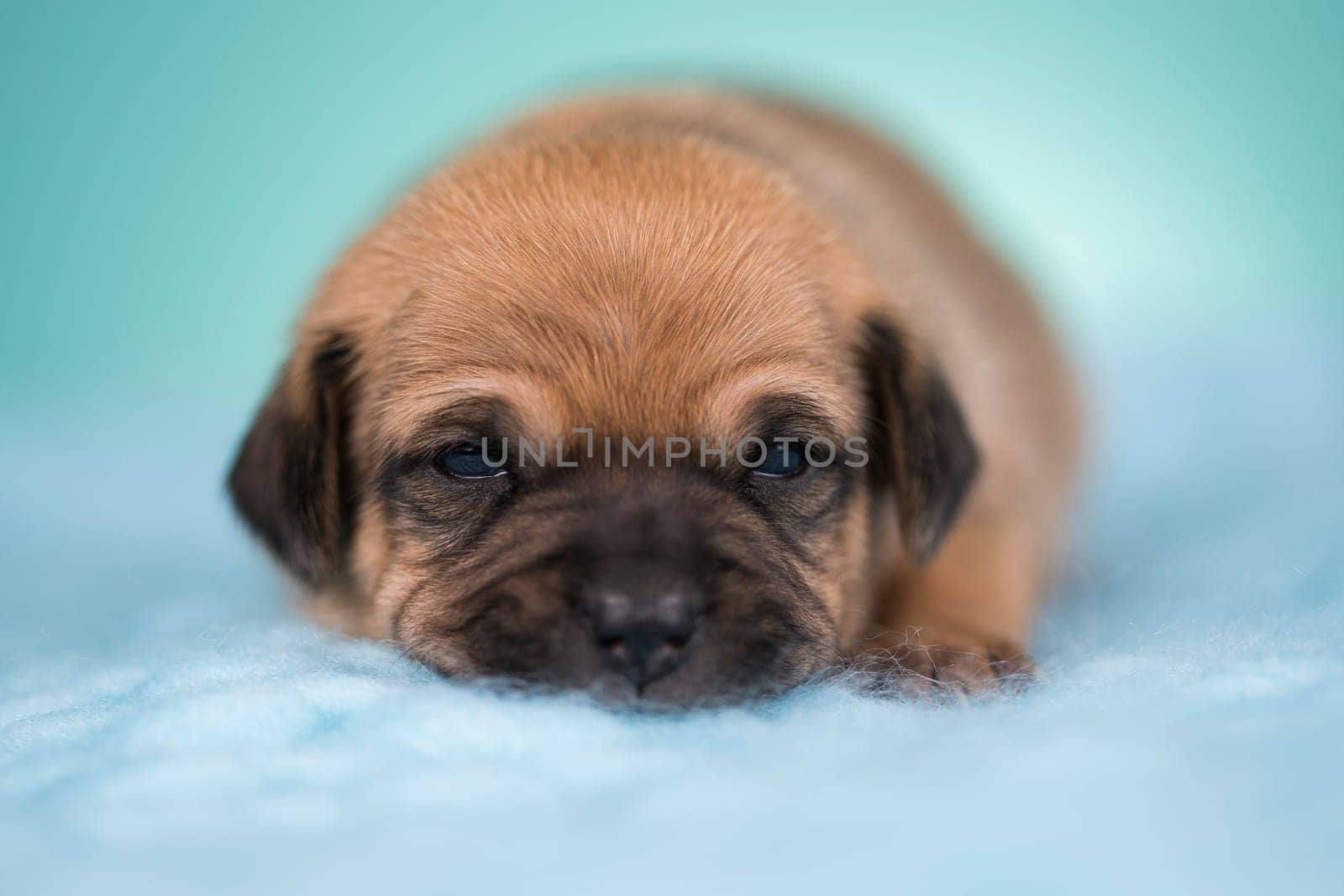 Little dog sleeps on a blanket