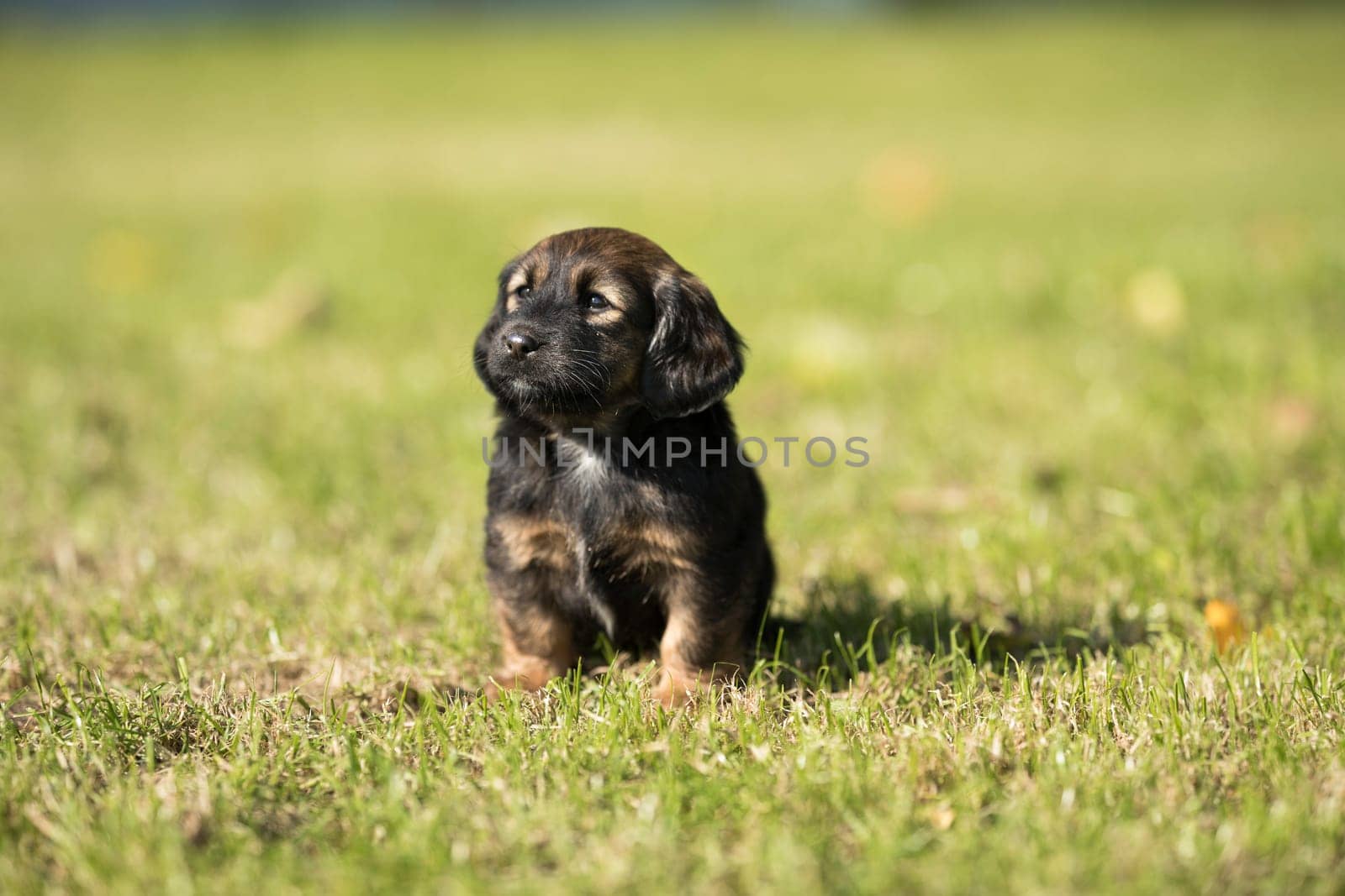 A small dog on the grass background