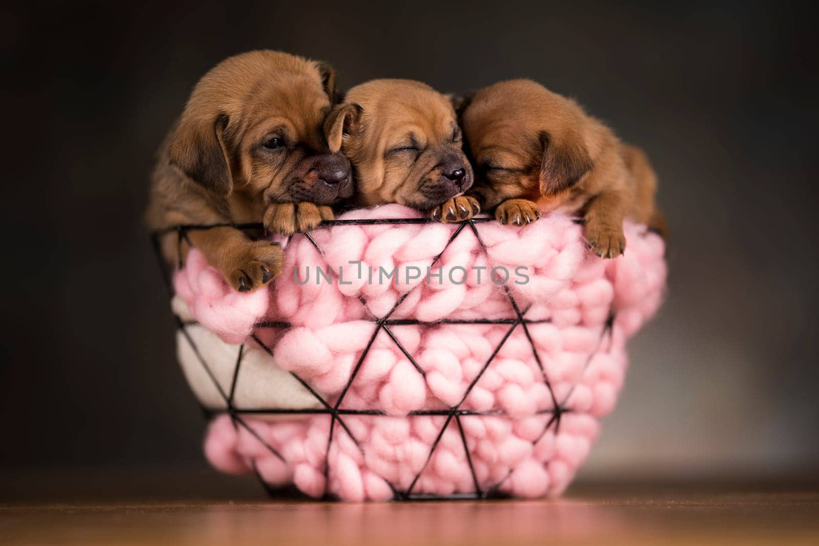 Sleeping dogs in a metal basket
