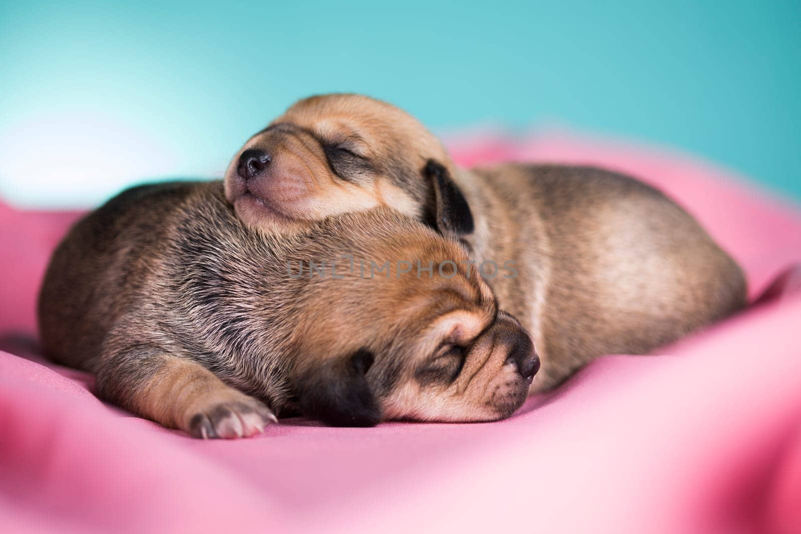 Dog in sleeps on a pink blanket