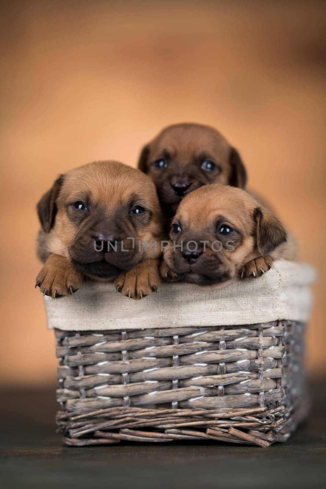 Little dogs in a wicker basket