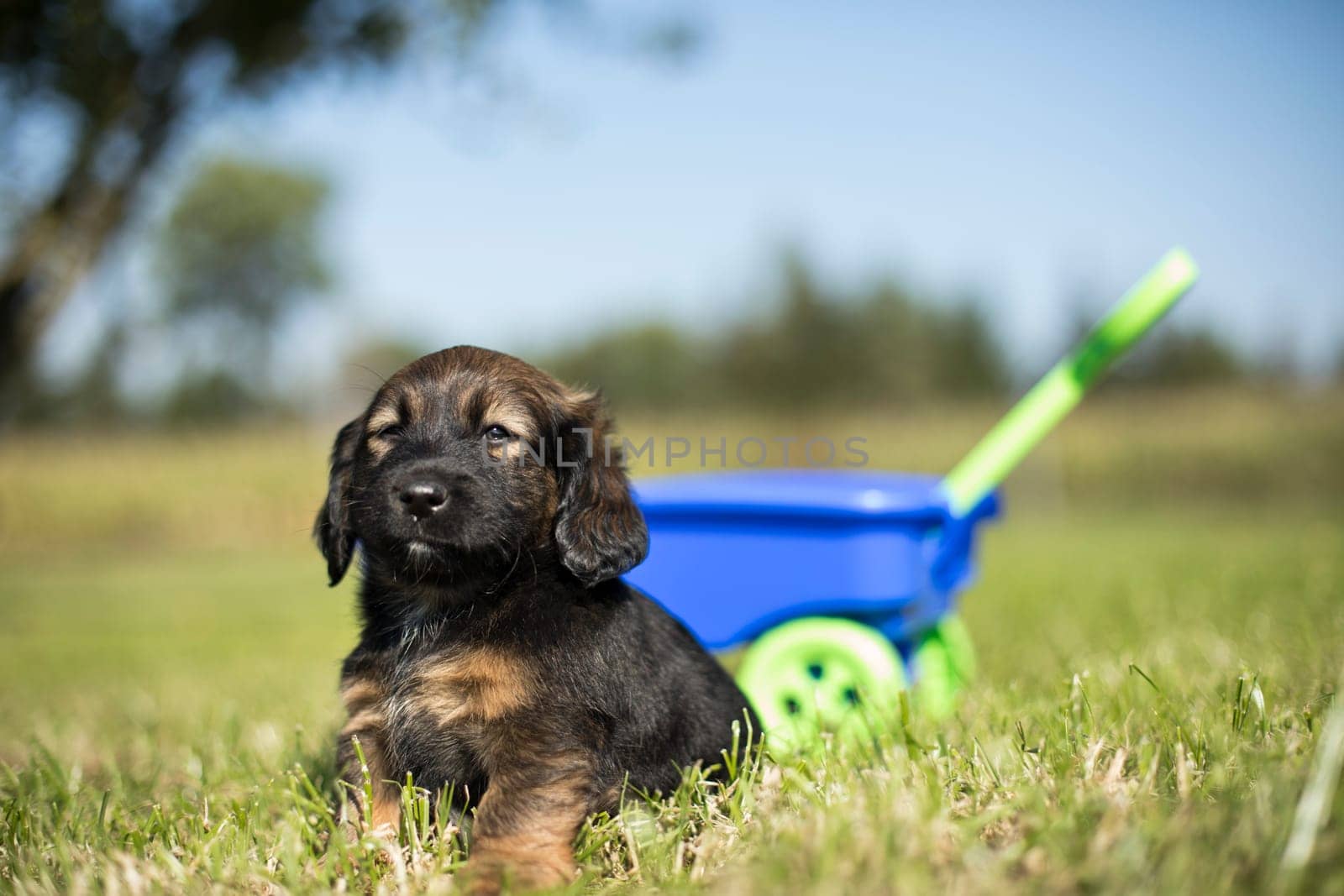 Beautiful little puppies in a toy wagon on the grass