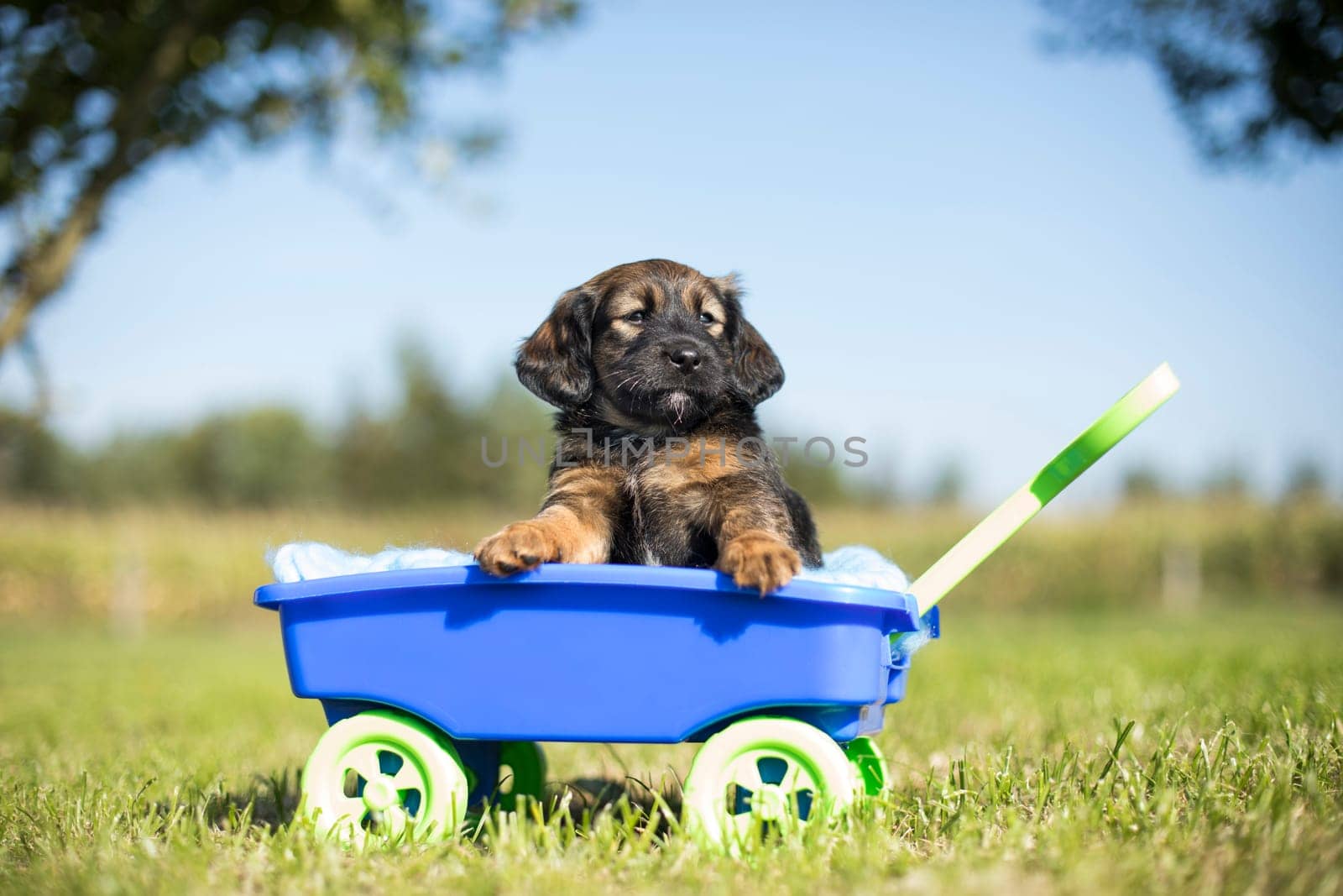 Beautiful little puppies in a toy wagon on the grass