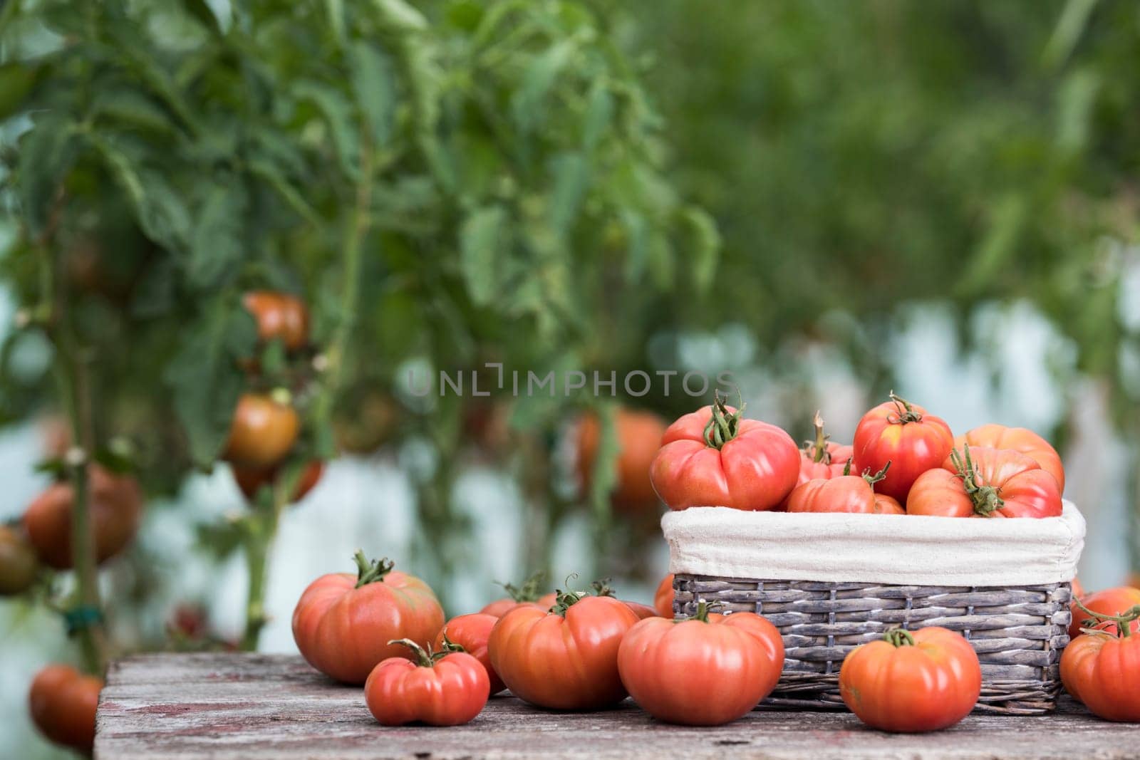 Red Tomatoes in a Greenhouse, organic food