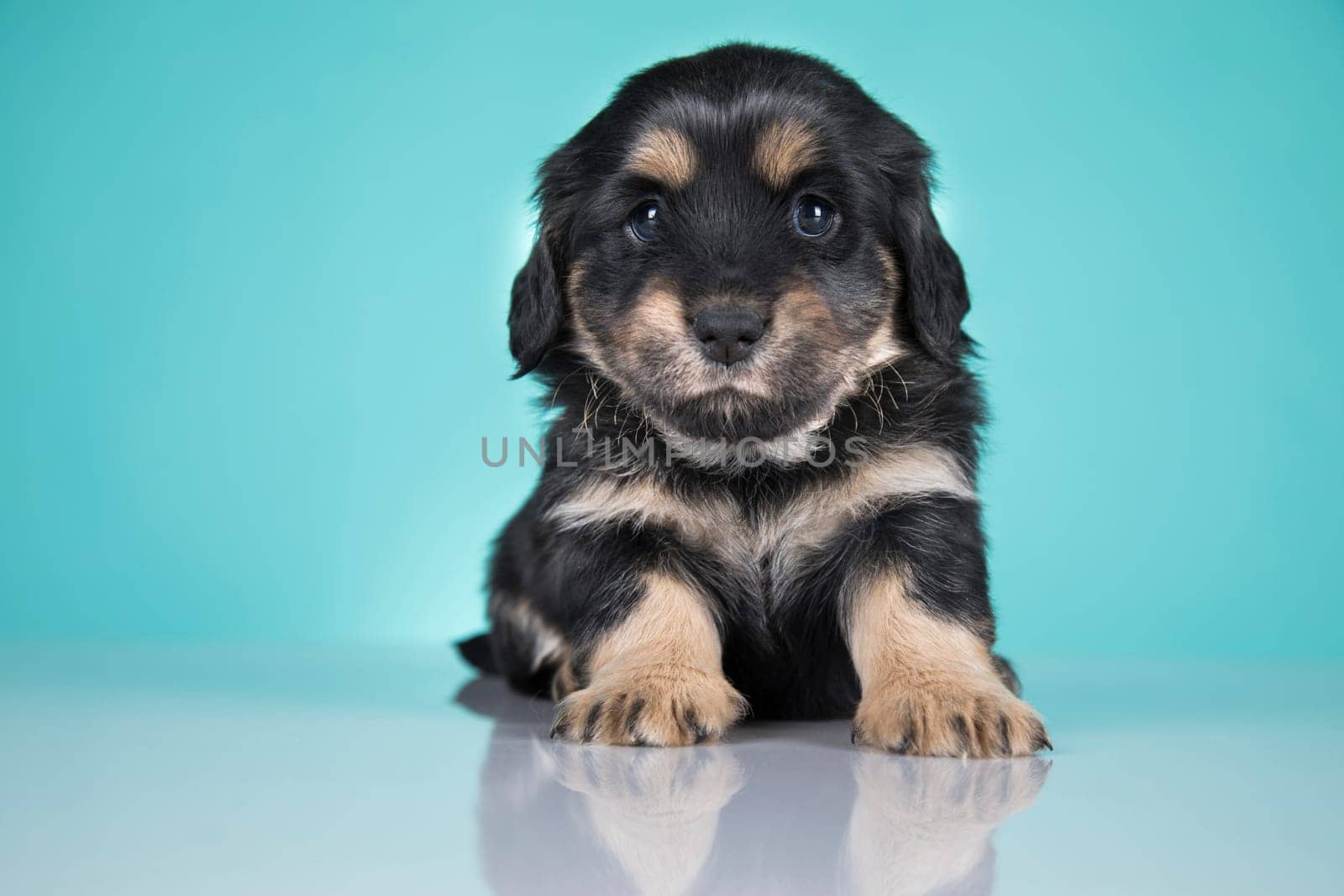 A portrait of a cute dog, animals concept