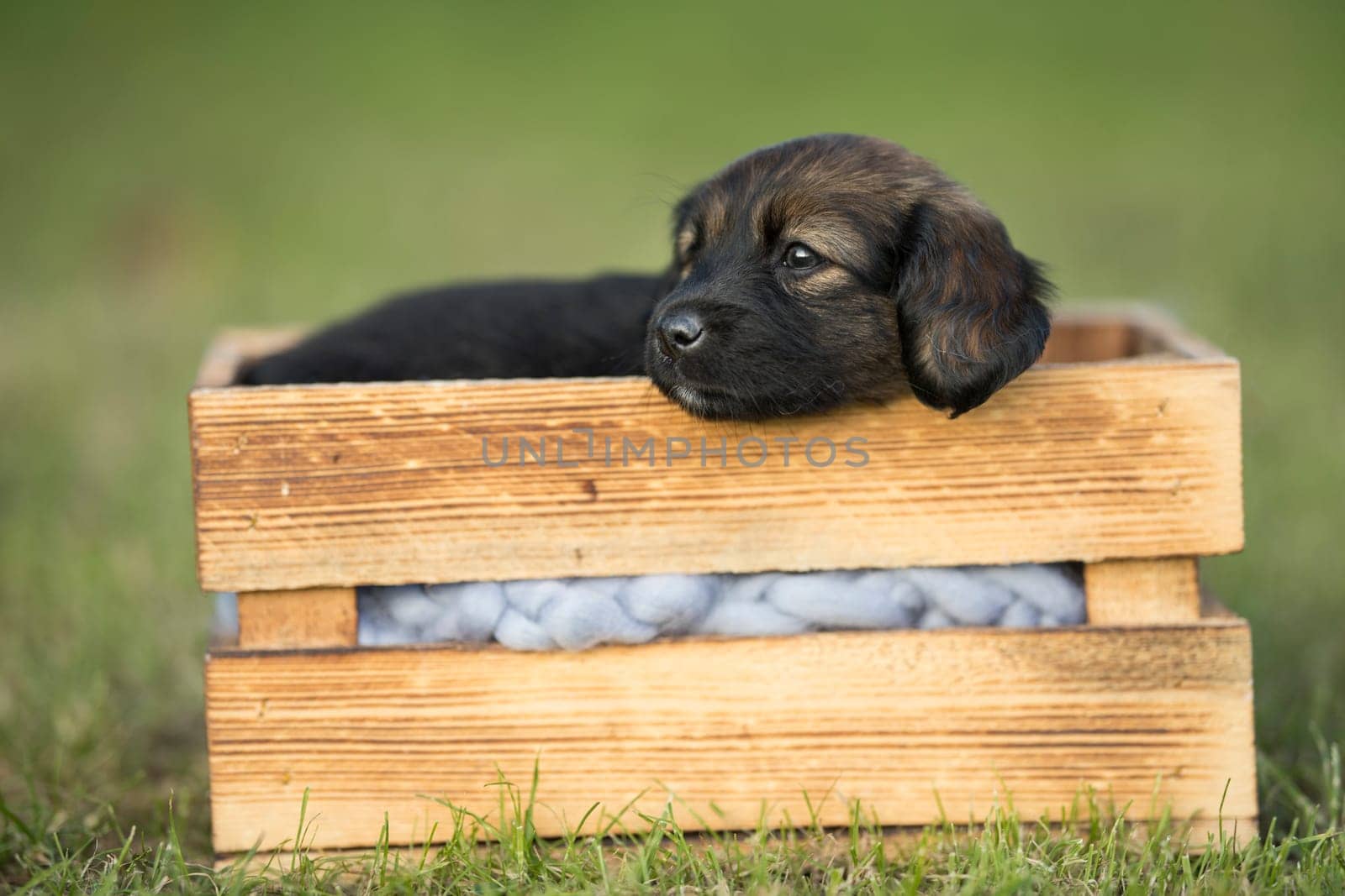 A happy puppy dog a wooden crate on the grass